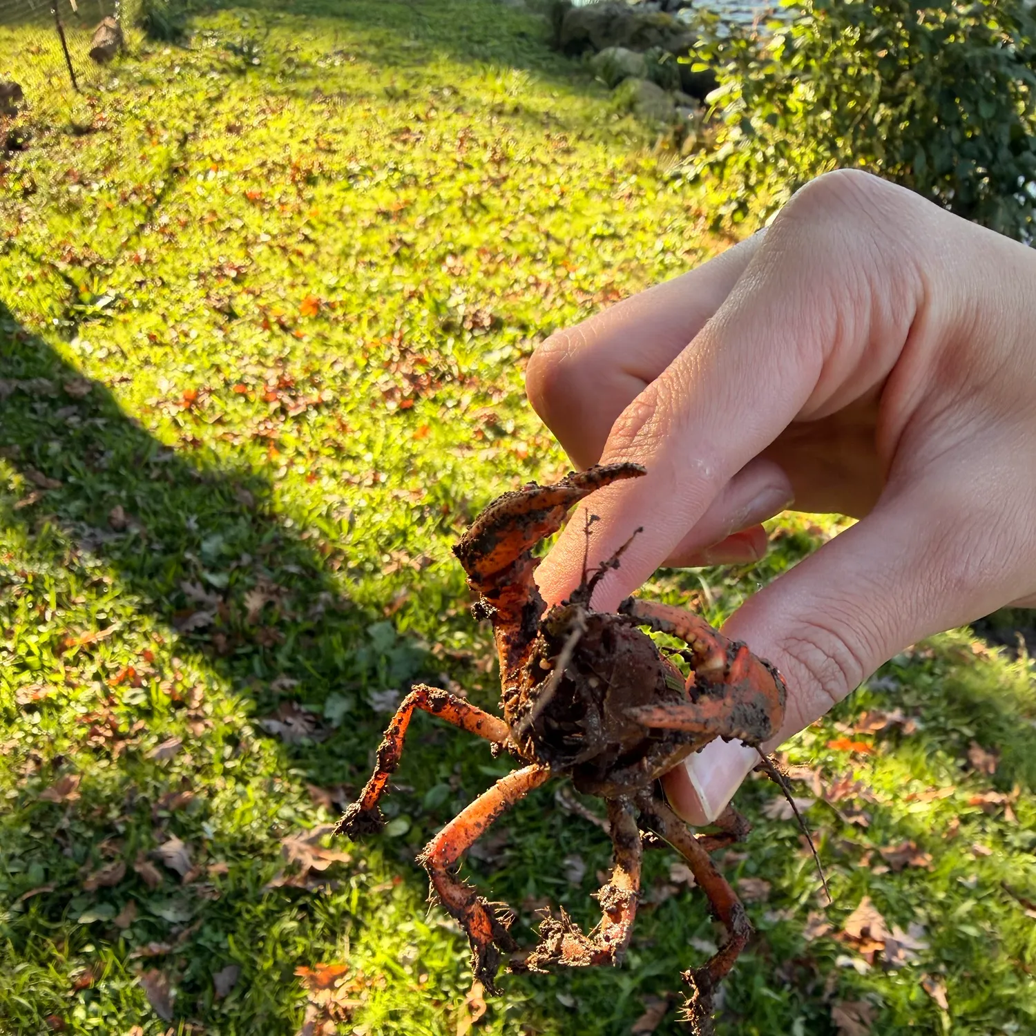 The most recent Appalachian brook crayfish catches on Fishbrain