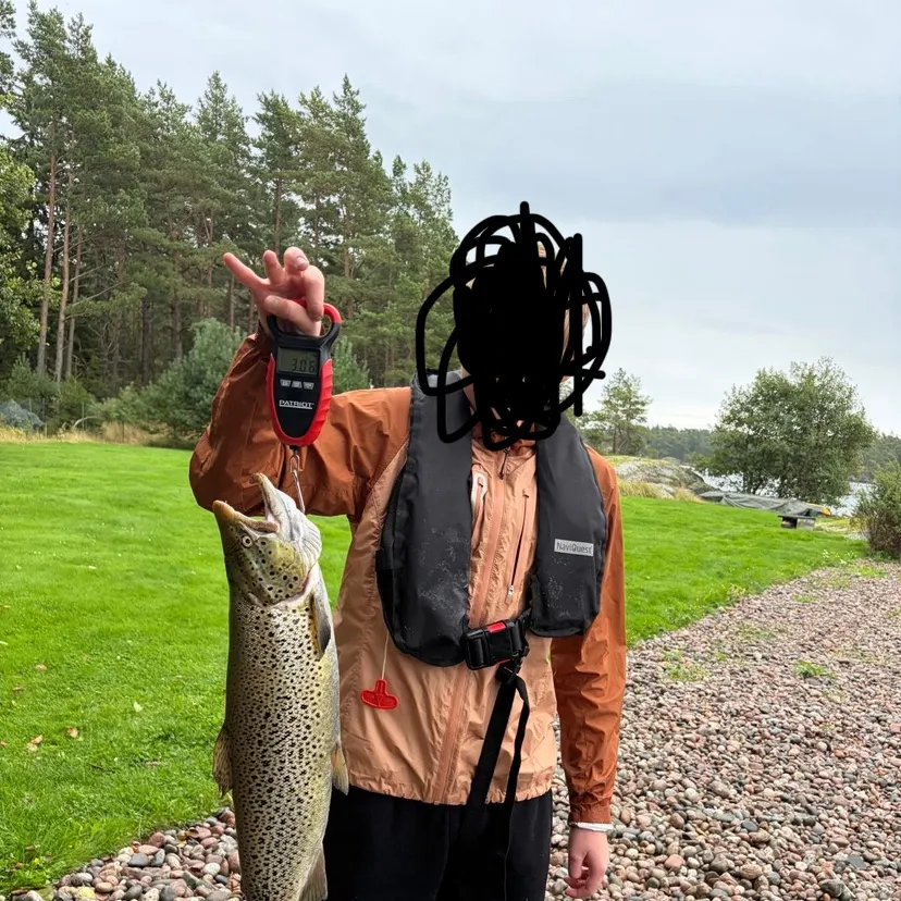 Sea trout caught on Fishbrain
