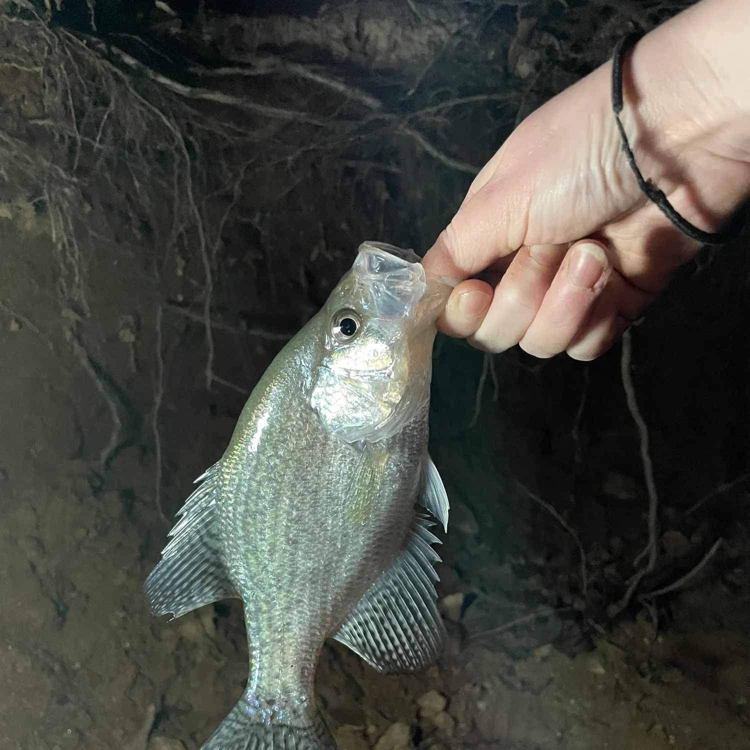 The most recent White crappie catches on Fishbrain