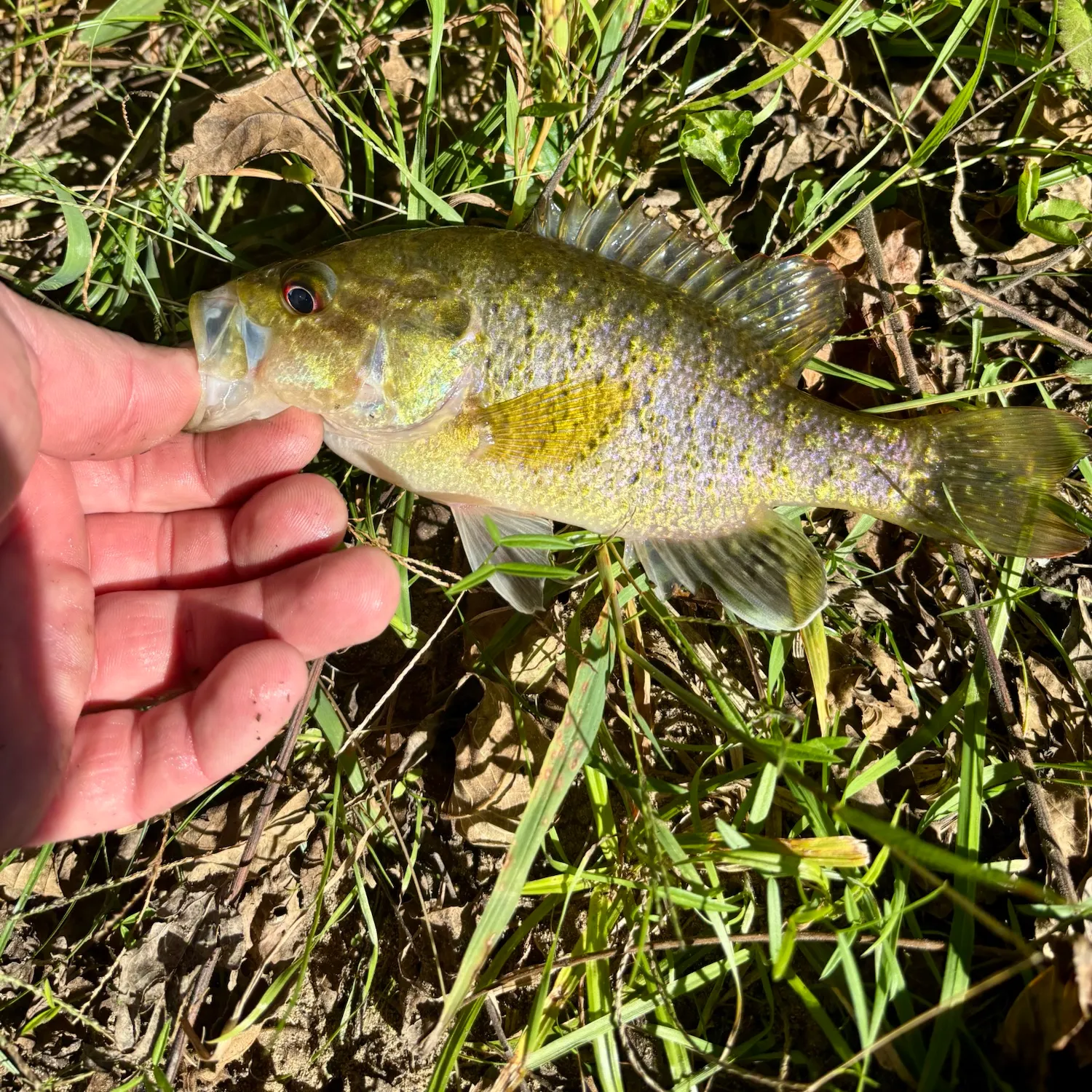 Rock bass caught on Fishbrain
