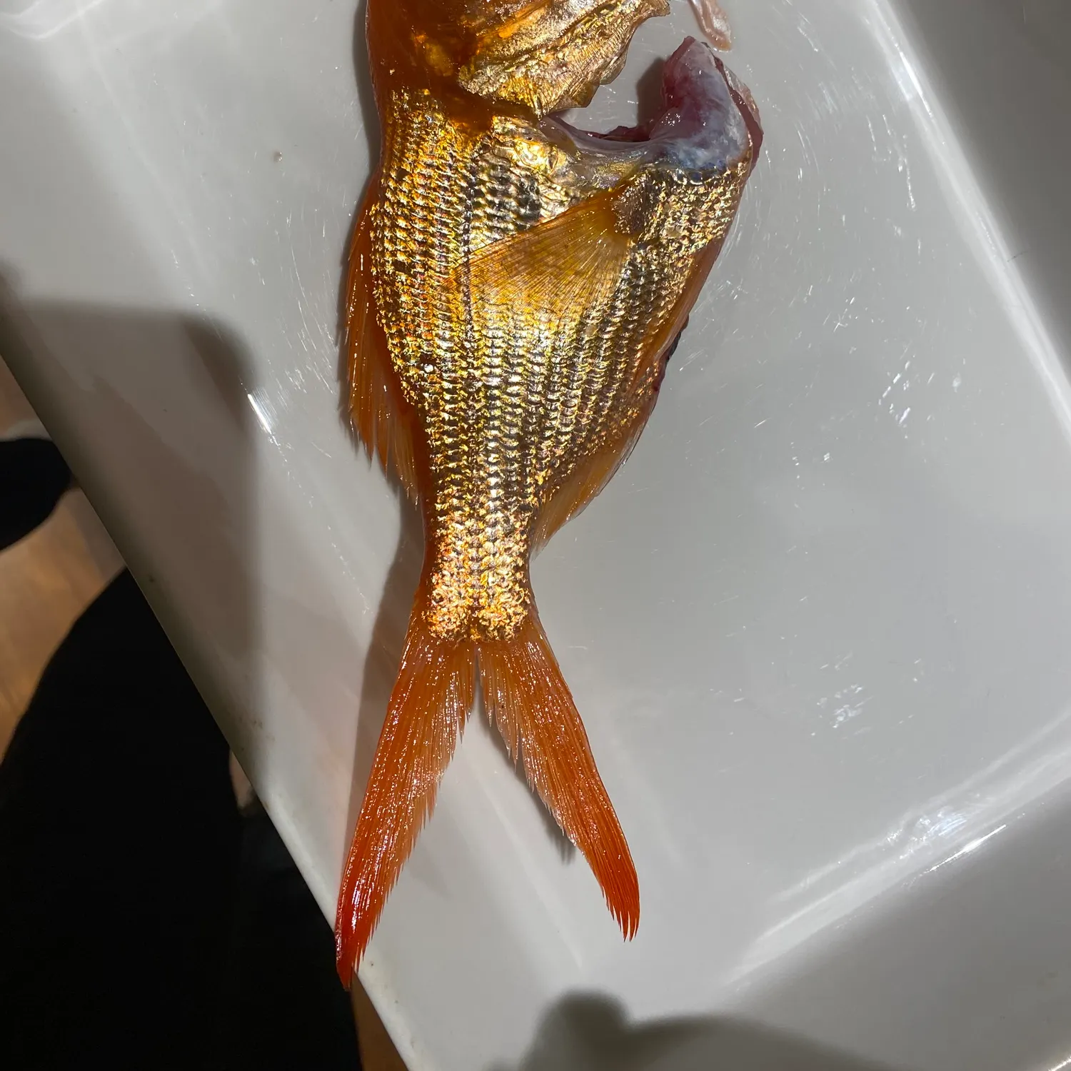 The most recent Bight redfish catches on Fishbrain
