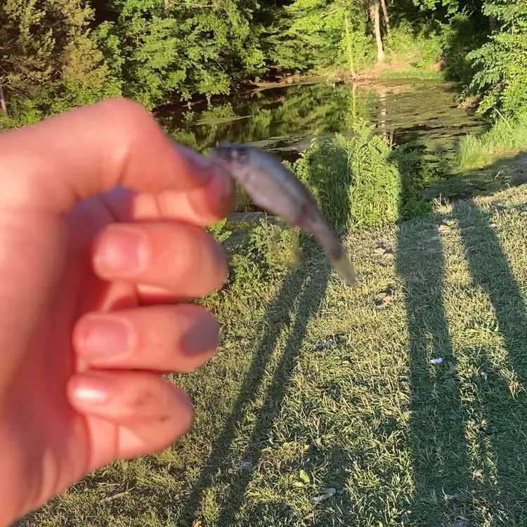 The most recent Eastern silvery minnow catches on Fishbrain