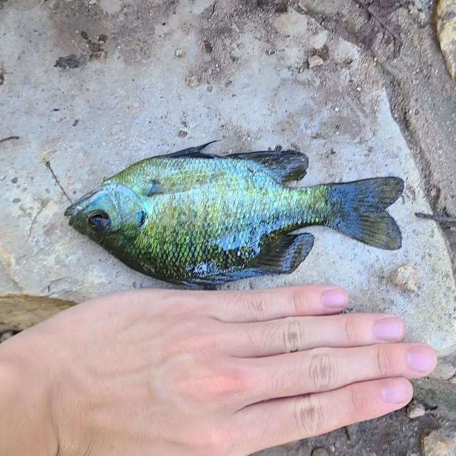 Bluegill caught on Fishbrain
