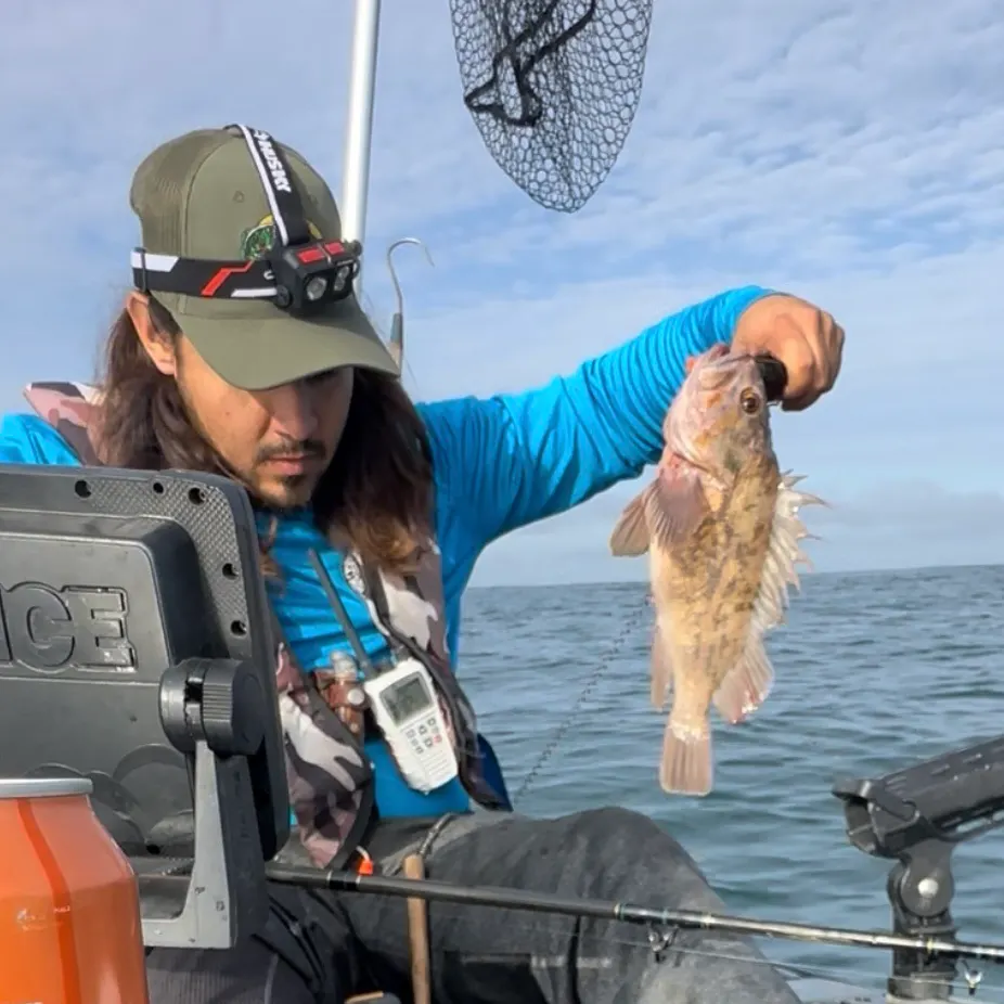 The most recent Gopher rockfish catches on Fishbrain
