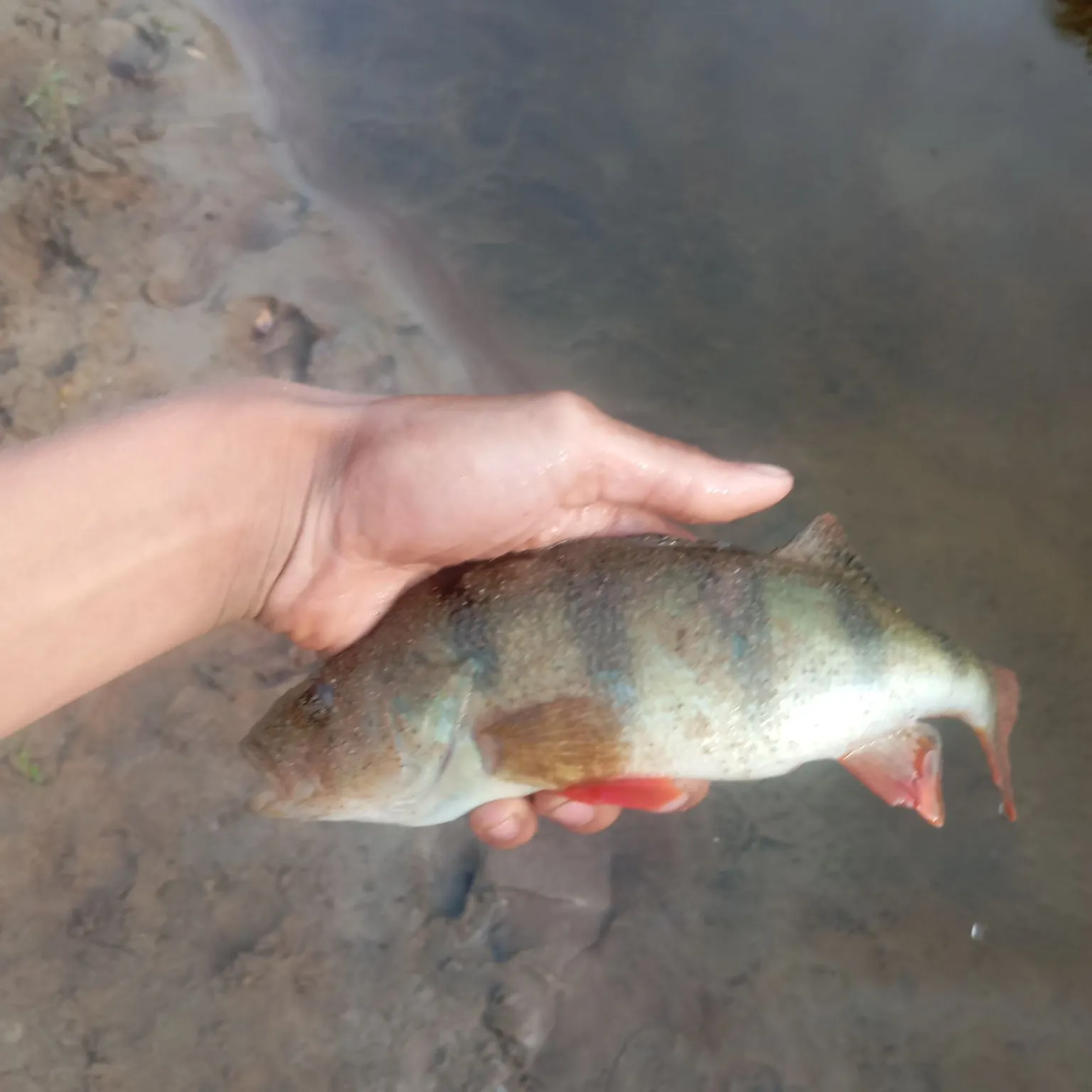European perch caught on Fishbrain