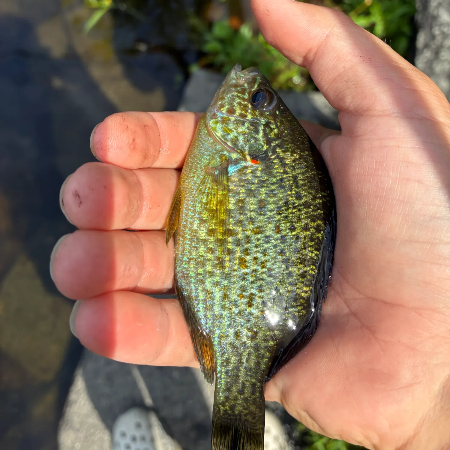 Pumpkinseed caught on Fishbrain