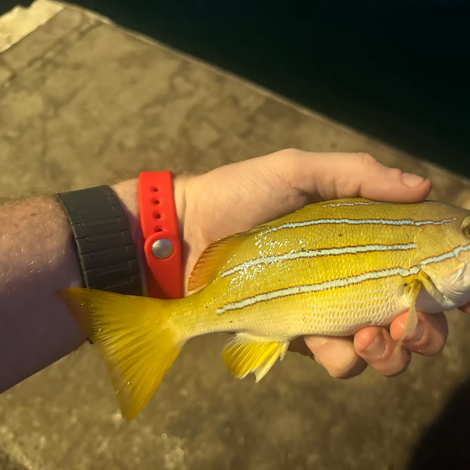 The most recent Common bluestripe snapper catches on Fishbrain