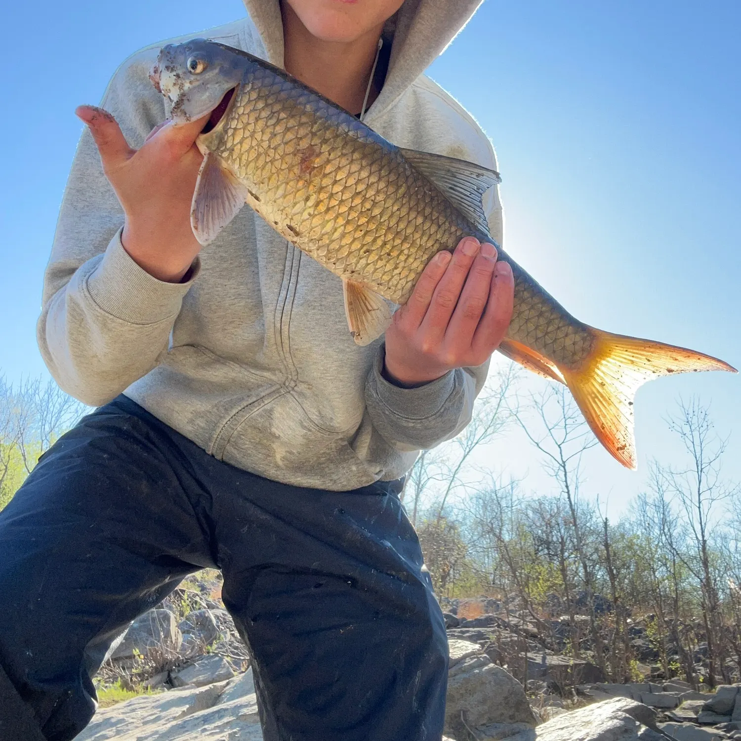 The most recent Quillback catches on Fishbrain