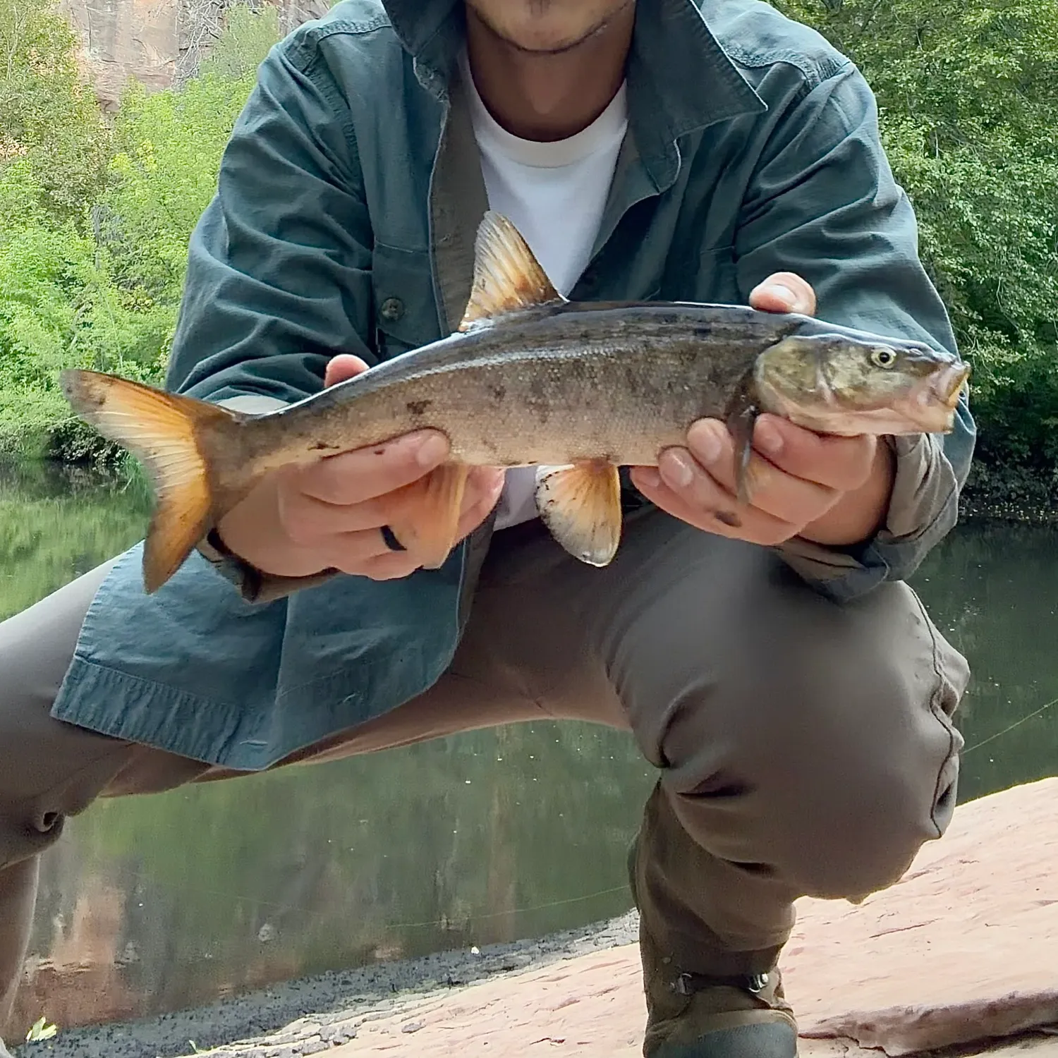 The most recent Roundtail chub catches on Fishbrain