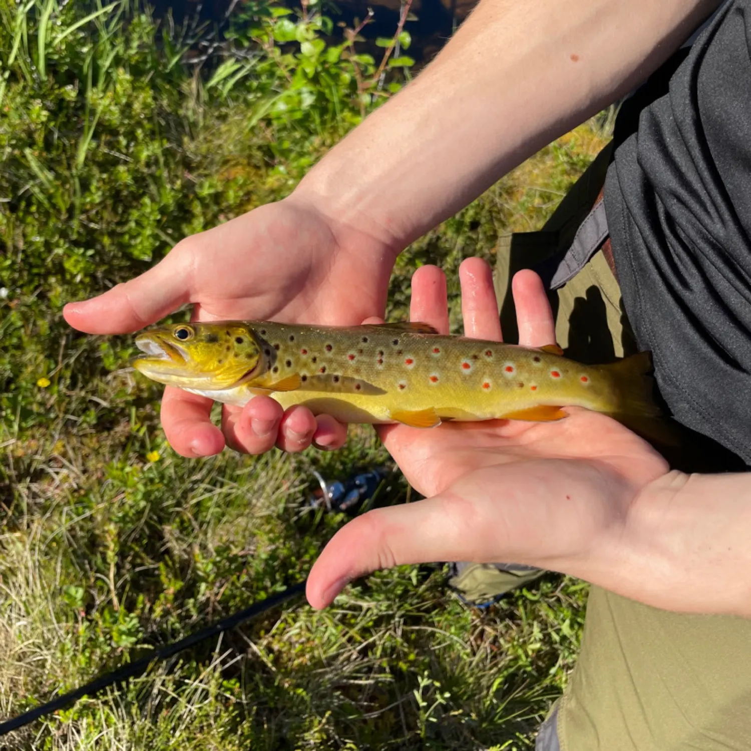 The most recent Lake trout catches on Fishbrain