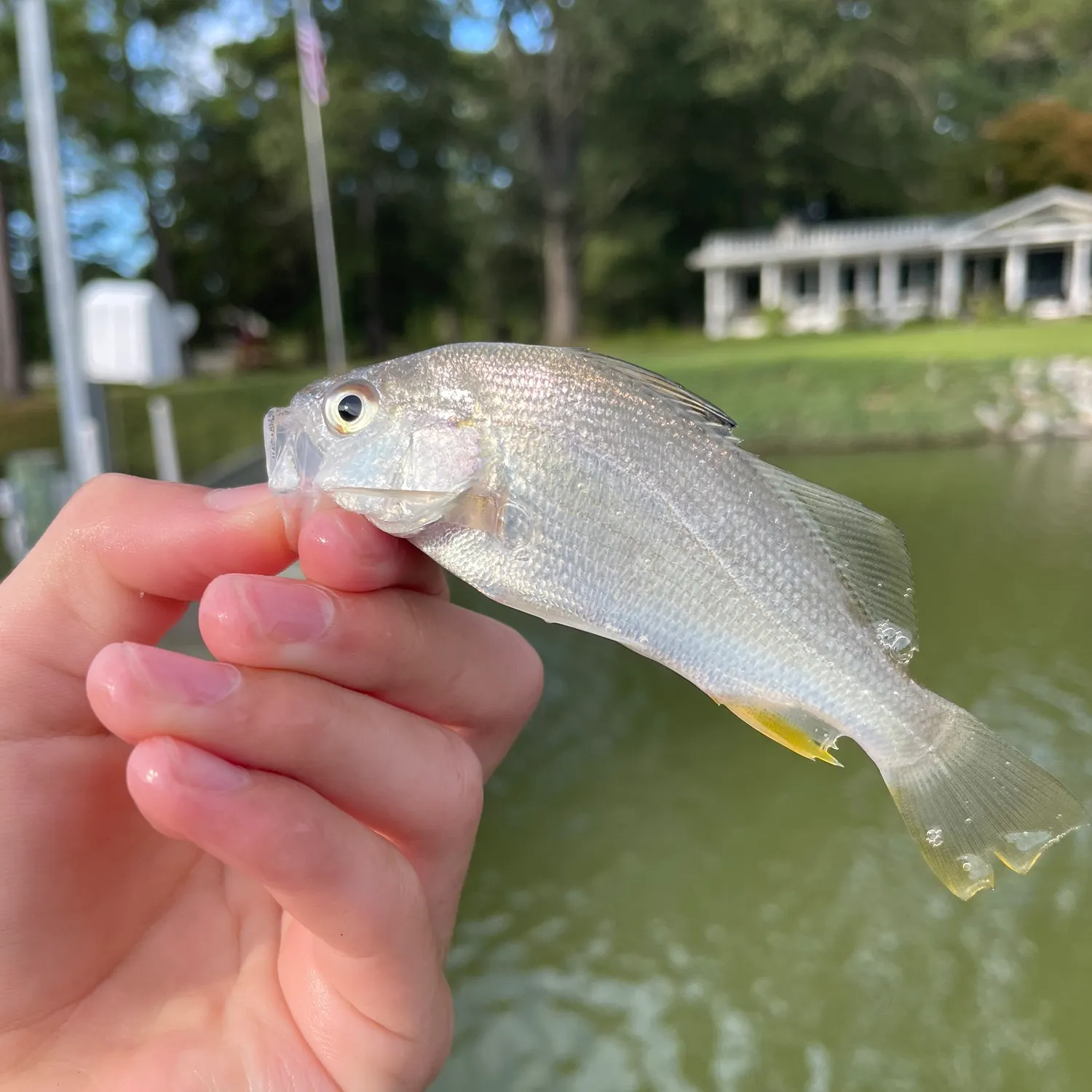 The most recent Silver perch catches on Fishbrain