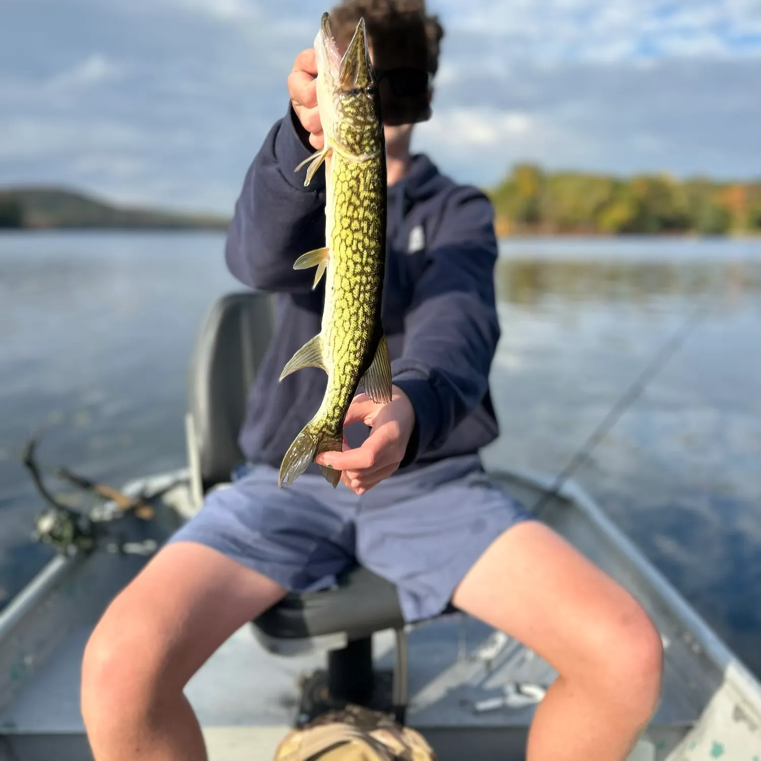 Chain pickerel caught on Fishbrain