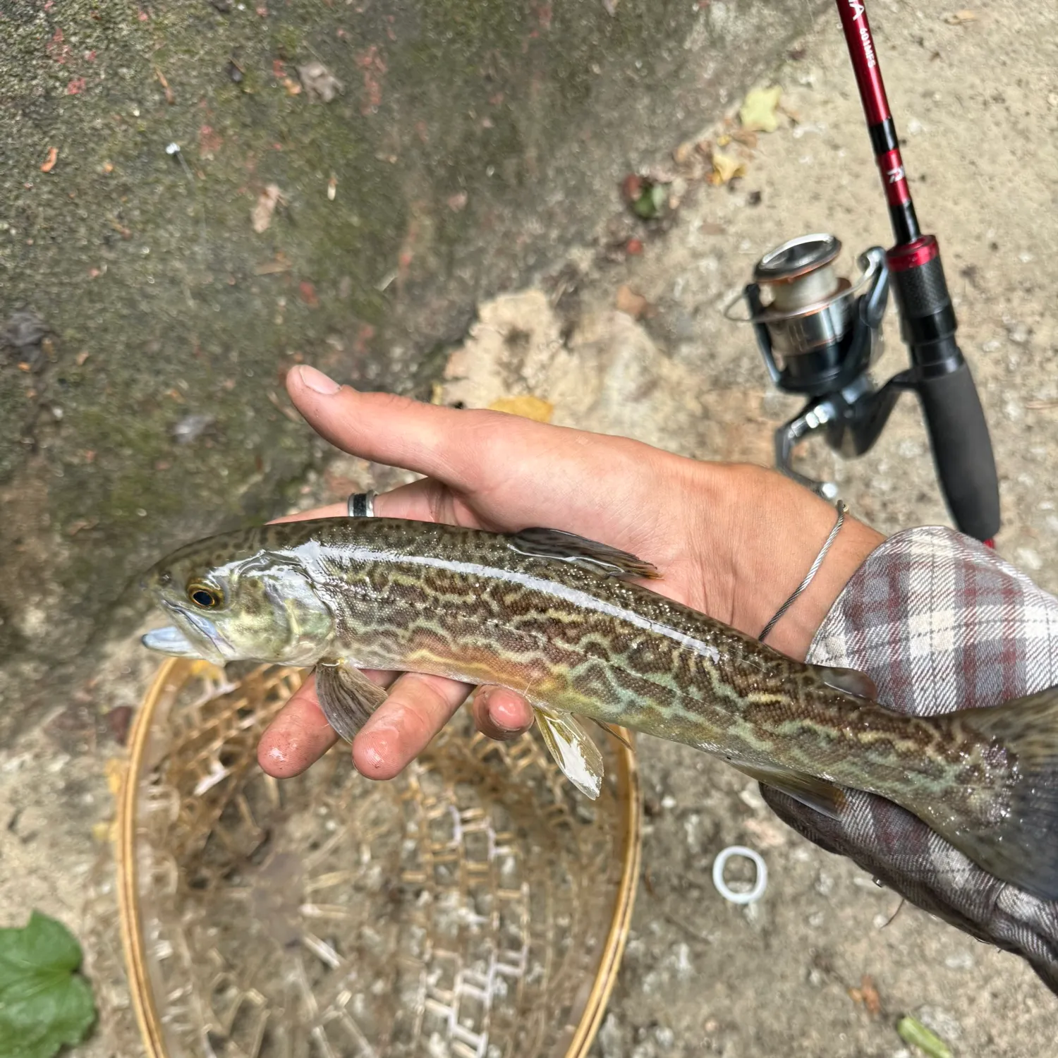 The most recent Tiger trout catches on Fishbrain