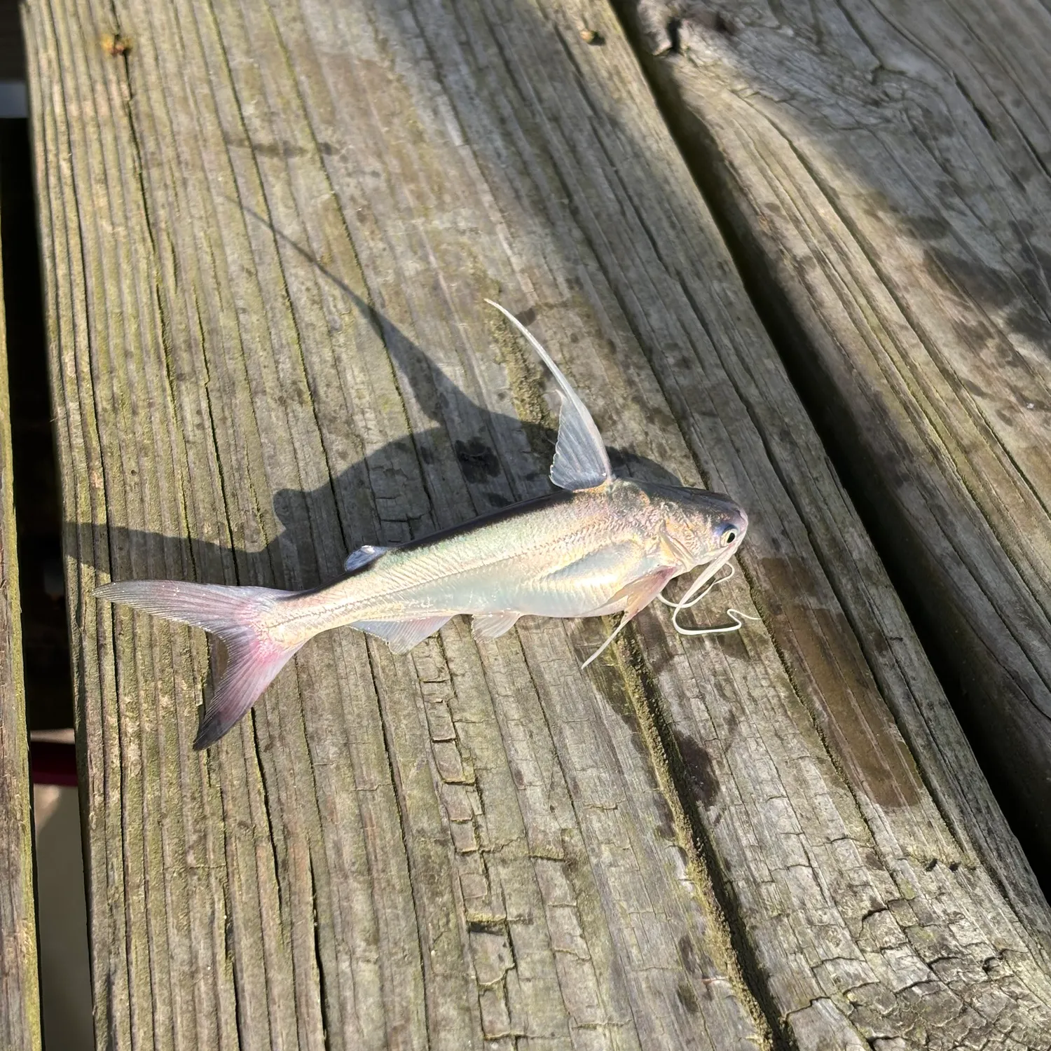 Gafftopsail sea catfish caught on Fishbrain