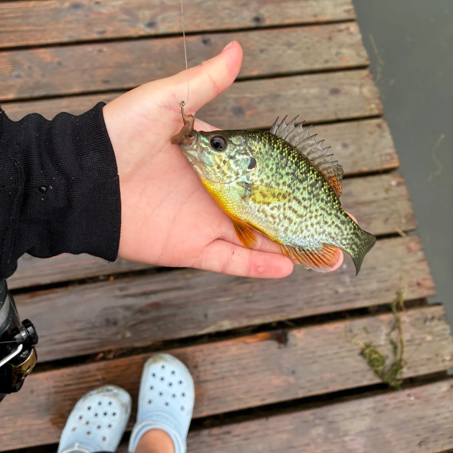 Pumpkinseed caught on Fishbrain
