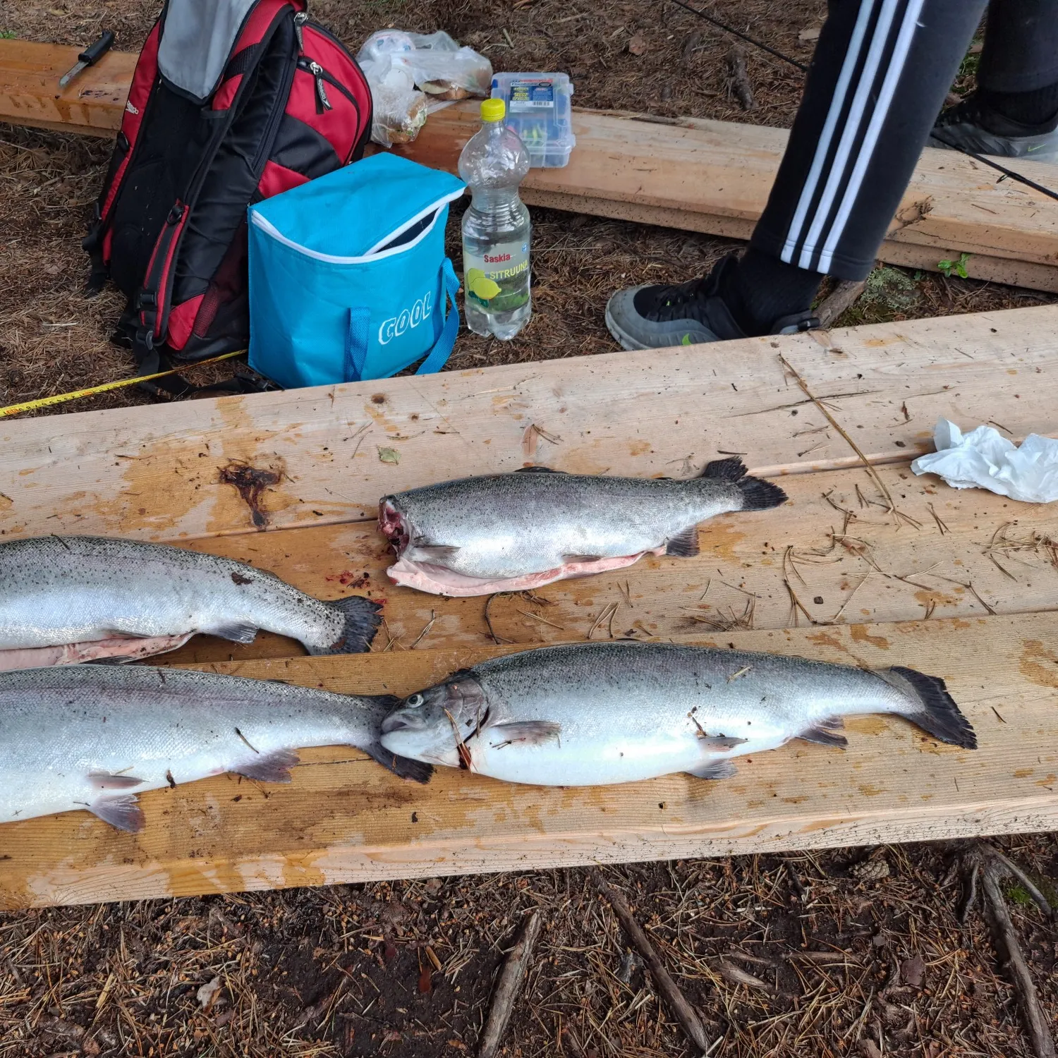 angler catch