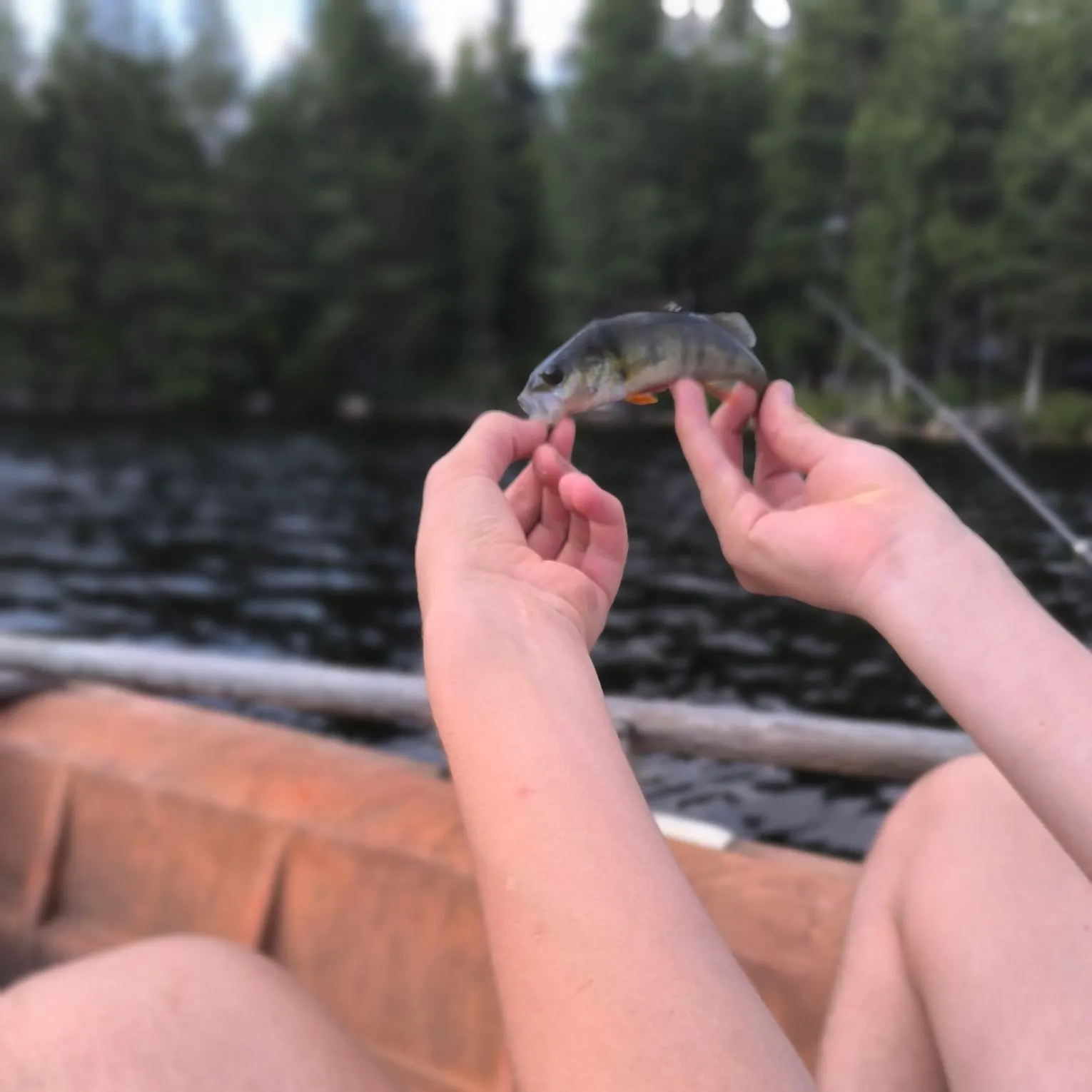 European perch caught on Fishbrain