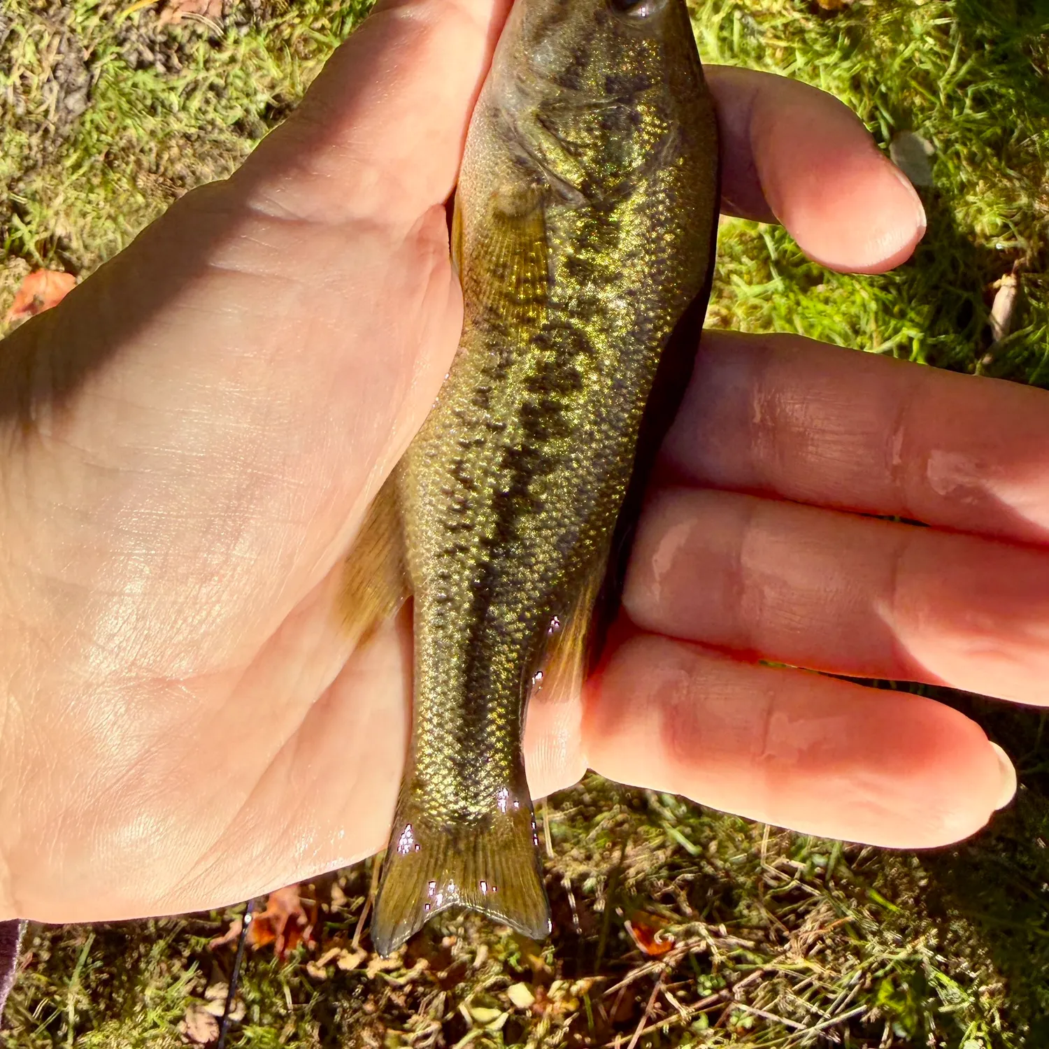 Spotted bass caught on Fishbrain