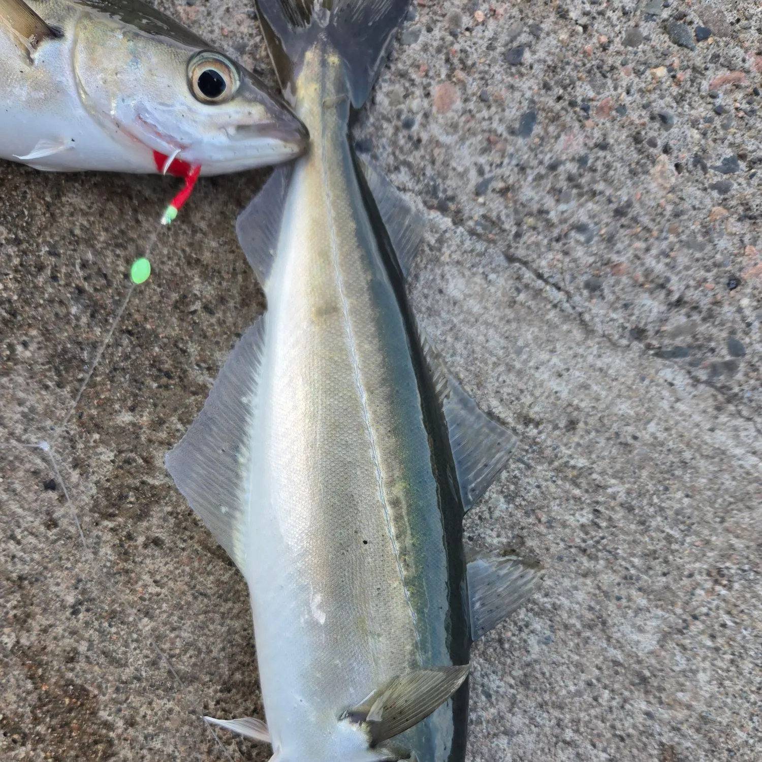 recently logged catches
