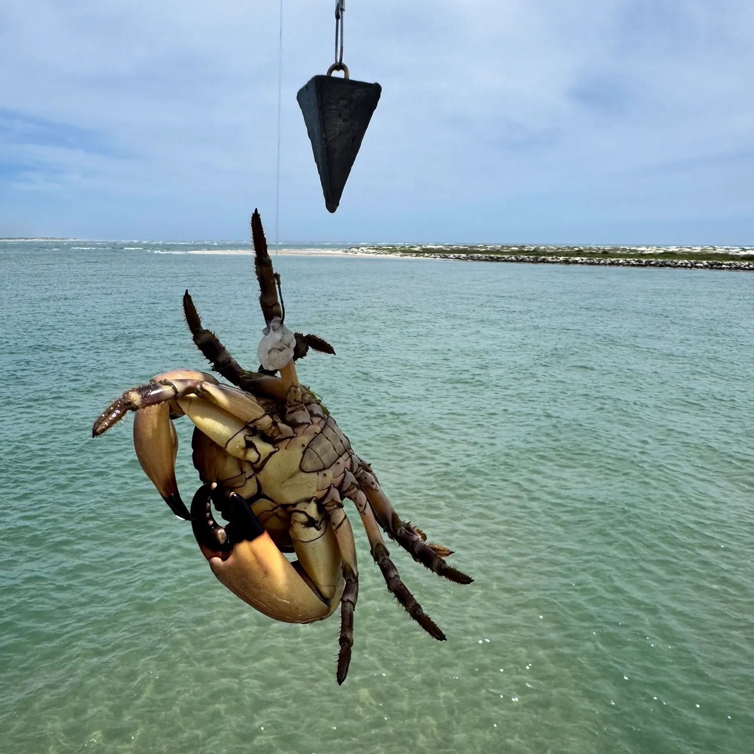 The most recent Florida stone crab catches on Fishbrain