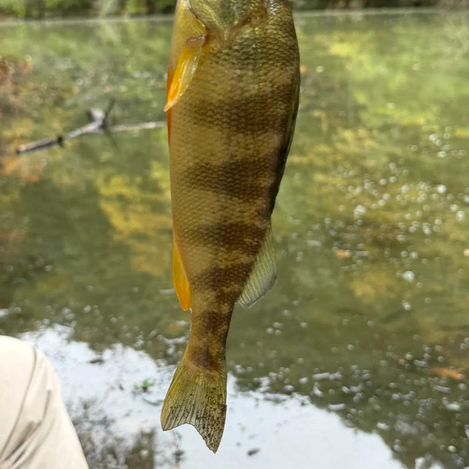 Yellow perch caught on Fishbrain