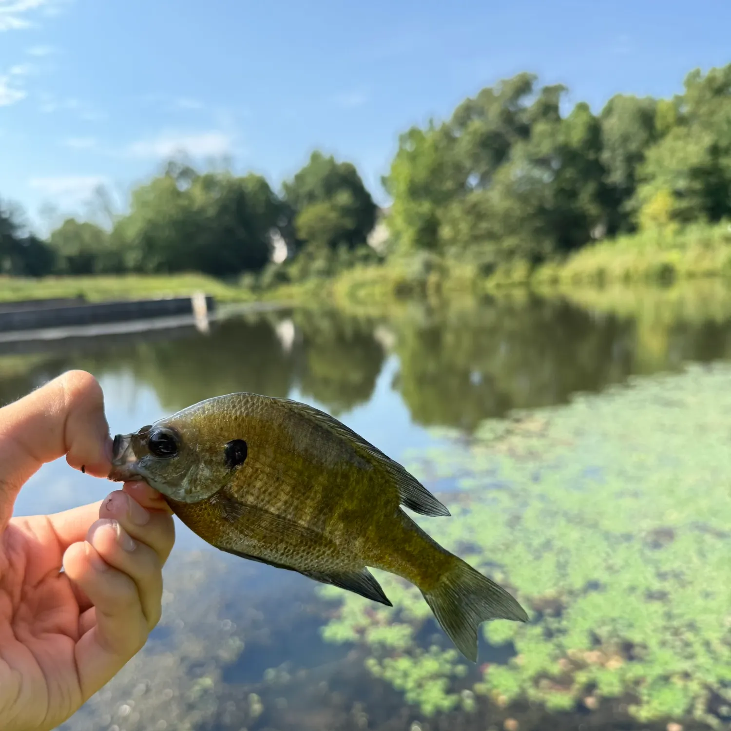 Bluegill caught on Fishbrain