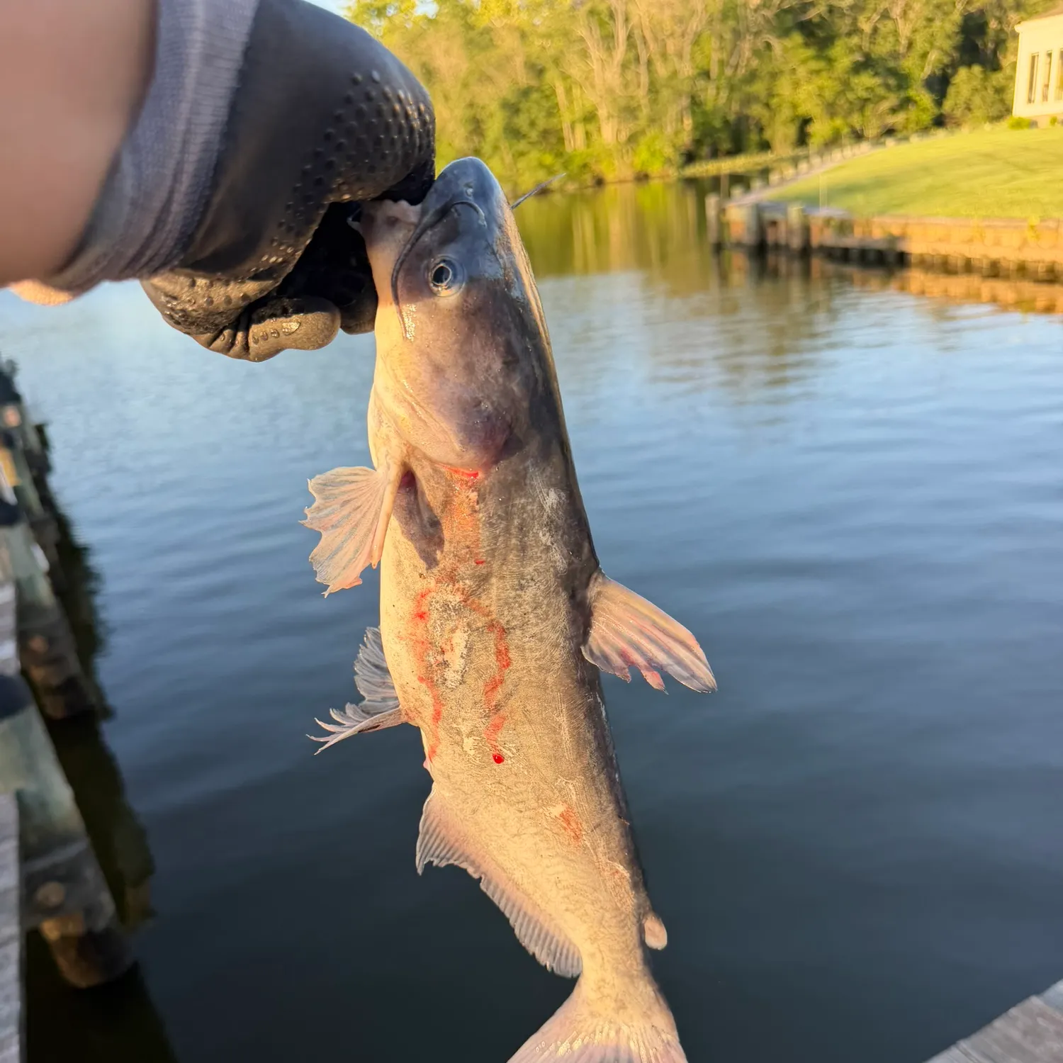 catch