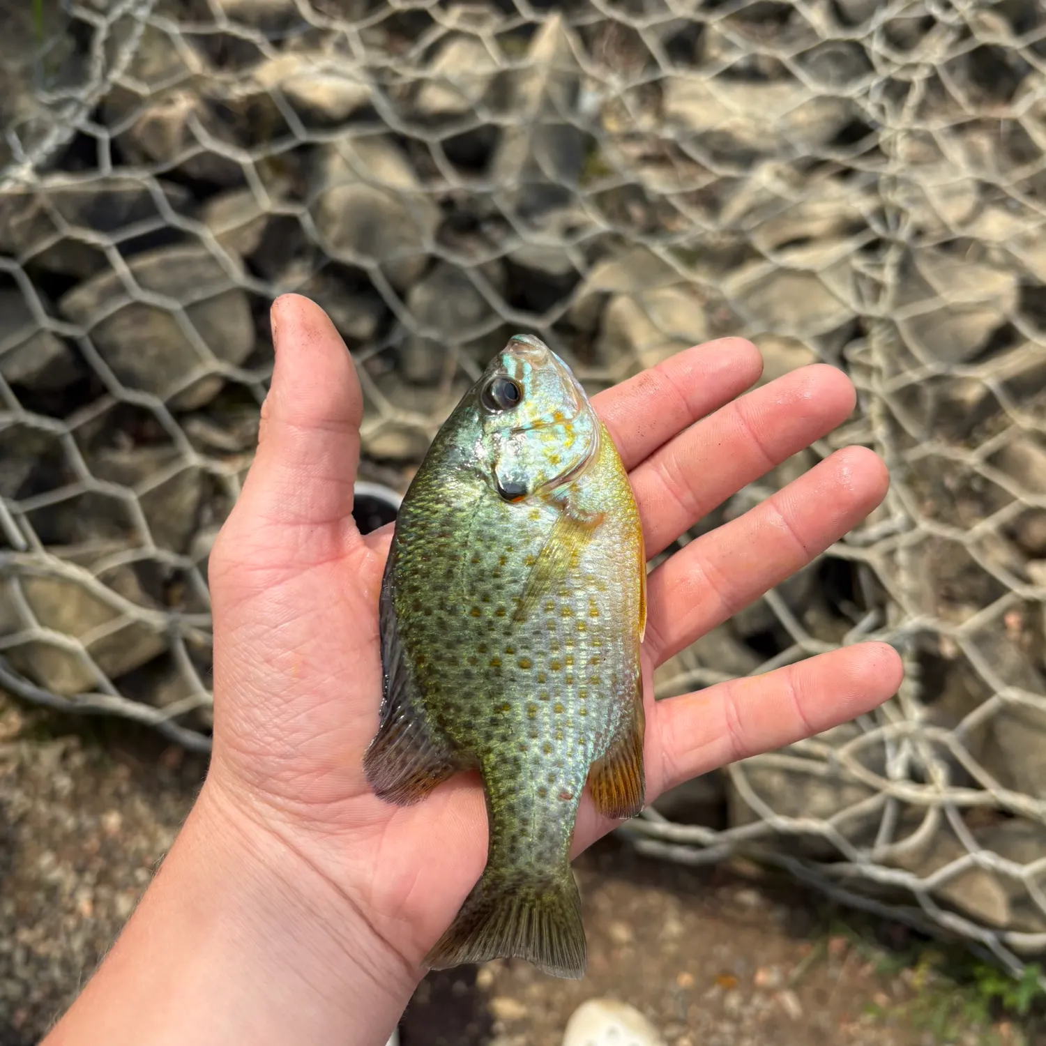 Bluegill caught on Fishbrain