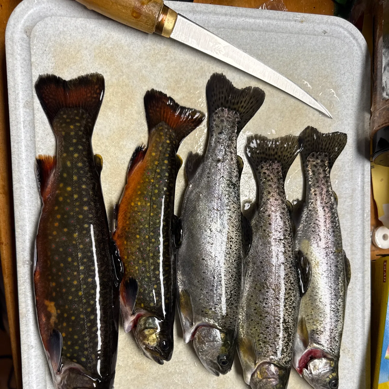 recently logged catches
