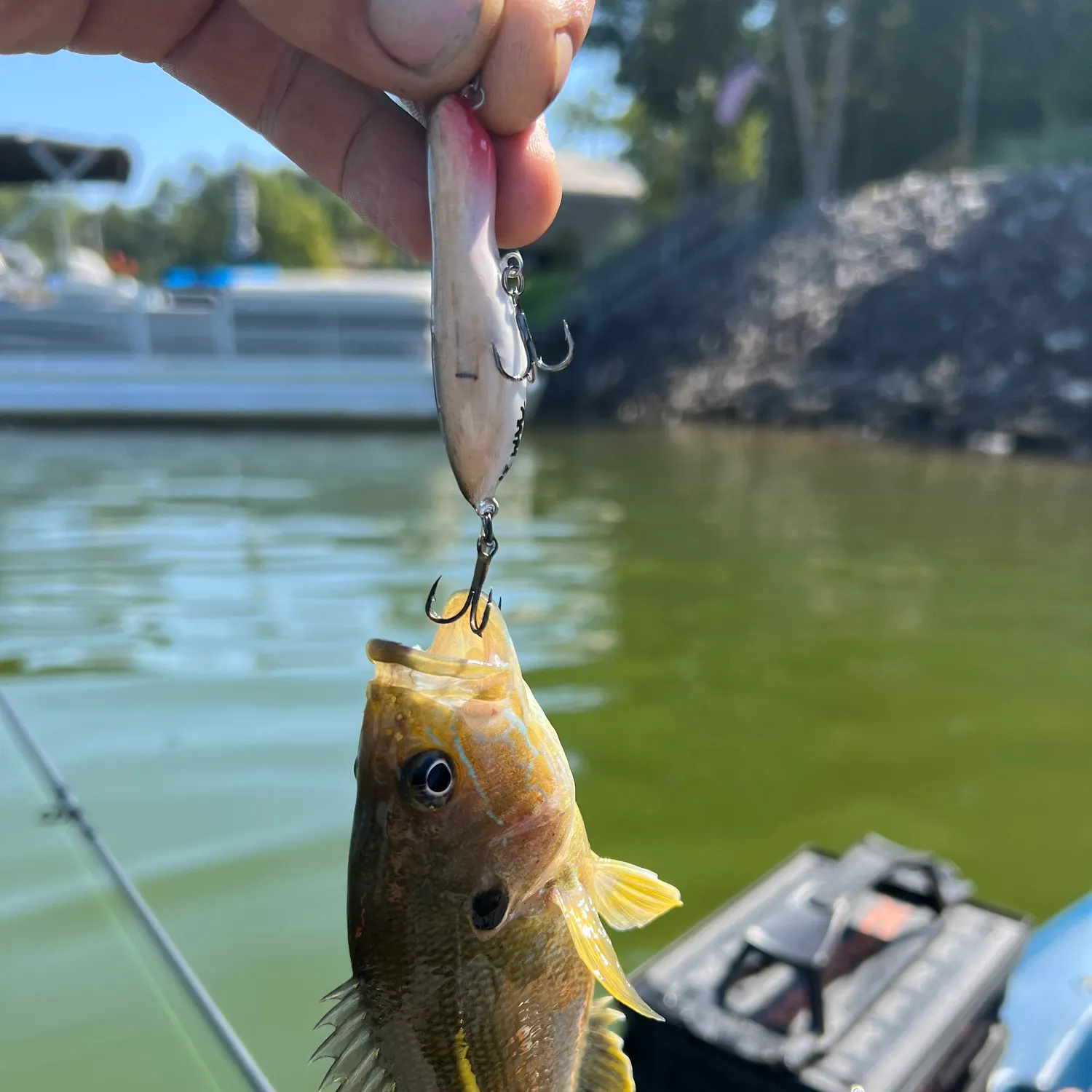 Green sunfish caught on Fishbrain