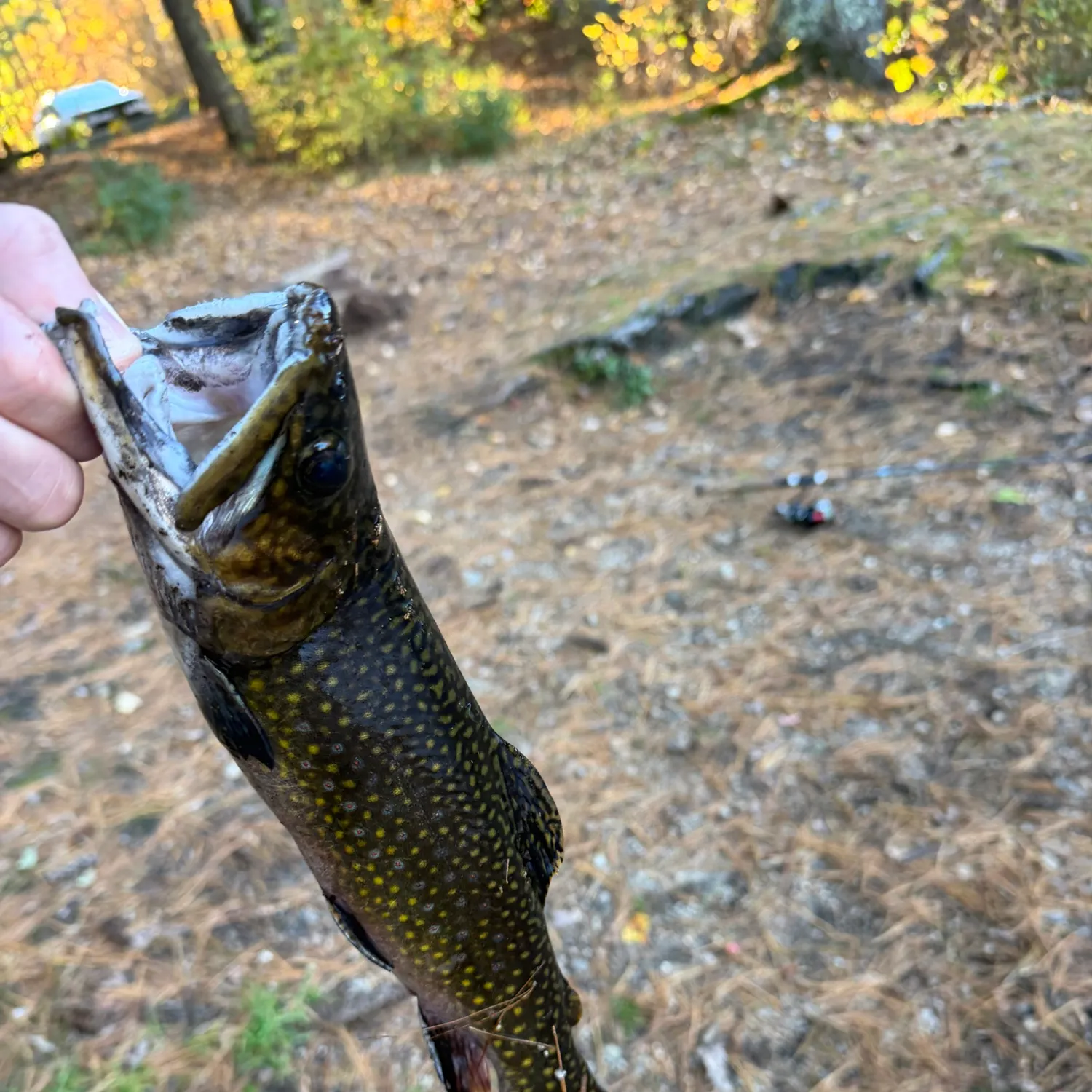 Brook trout caught on Fishbrain