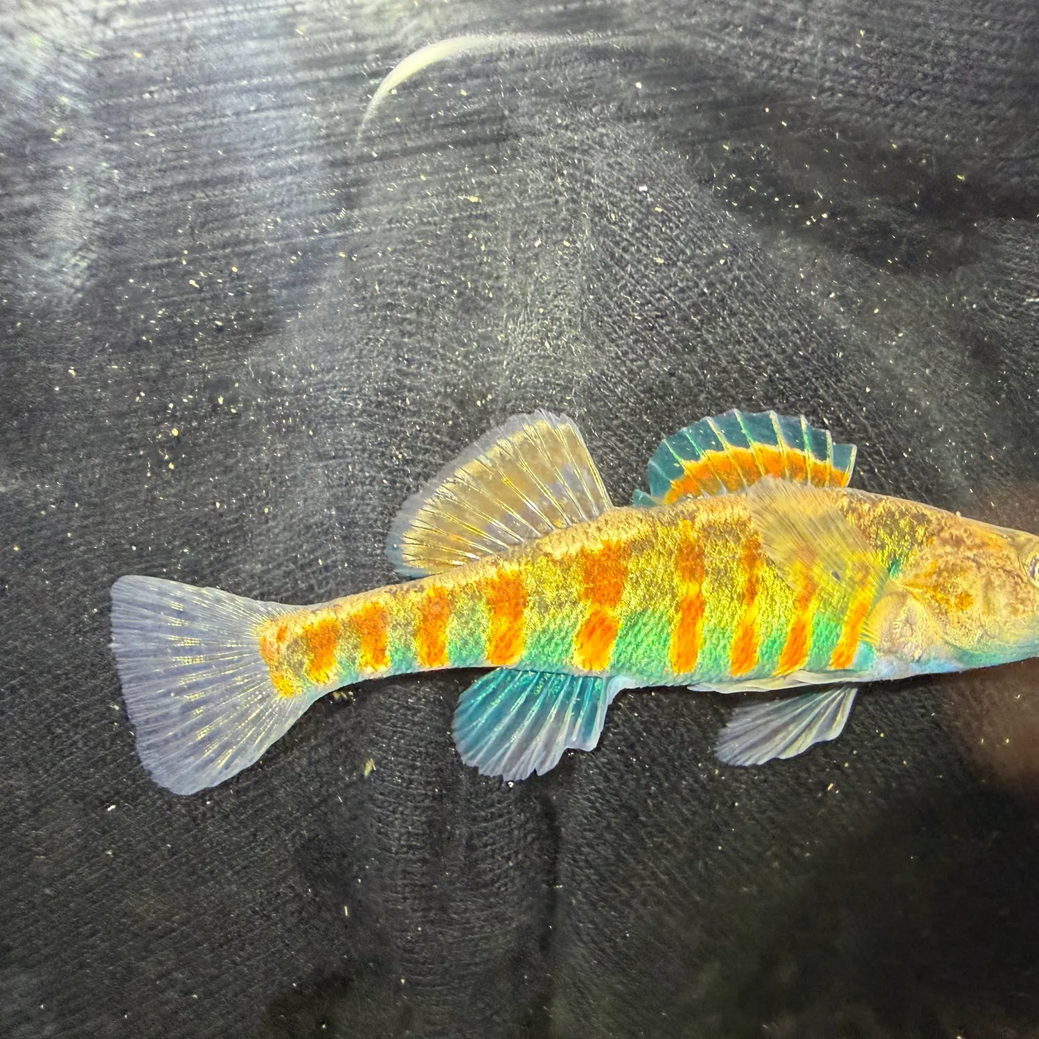 The most recent Rainbow darter catches on Fishbrain