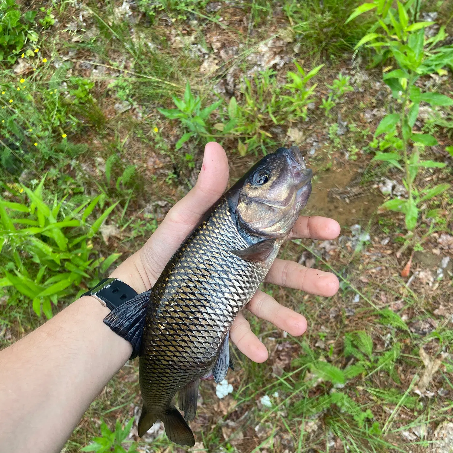 most liked catch image