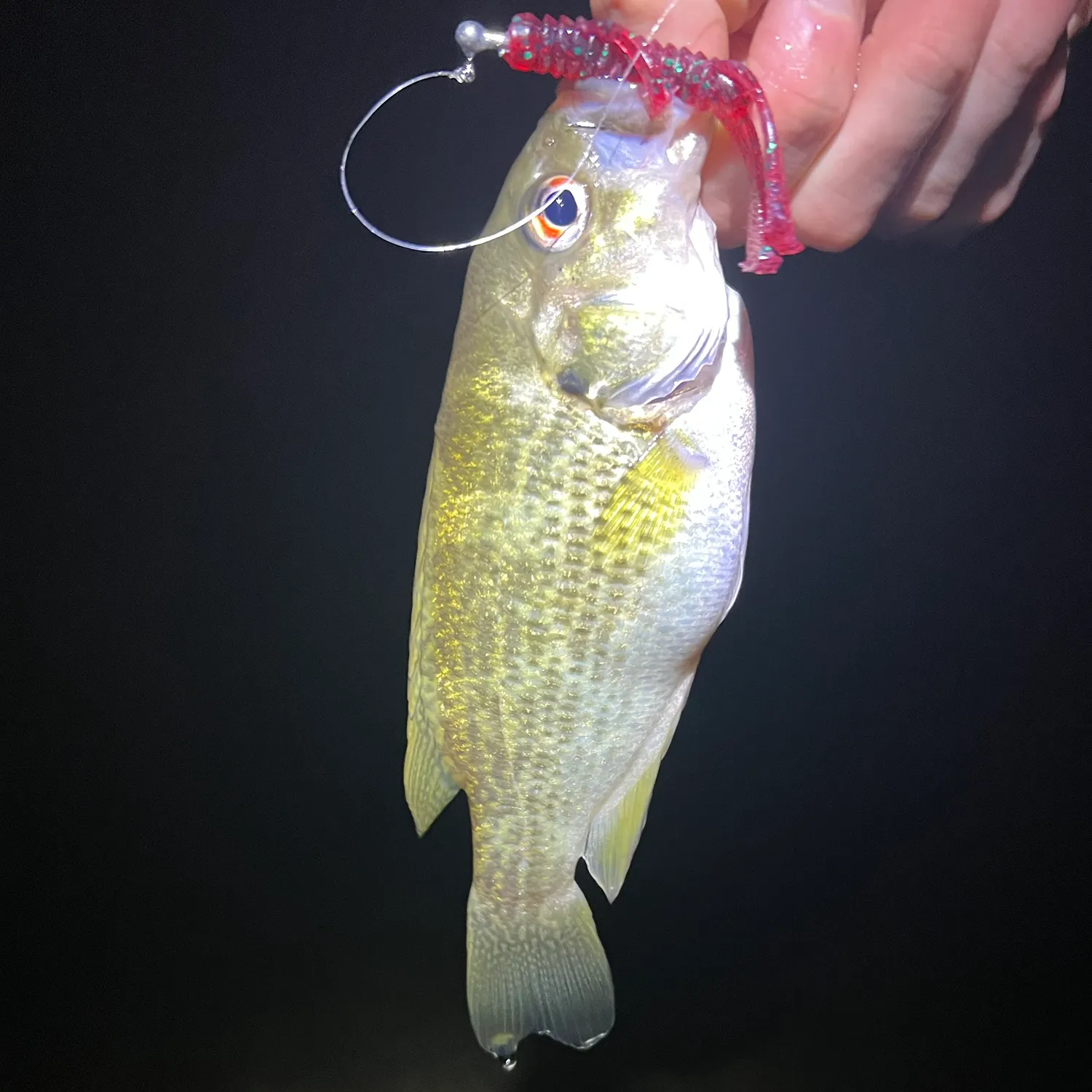 Rock bass caught on Fishbrain