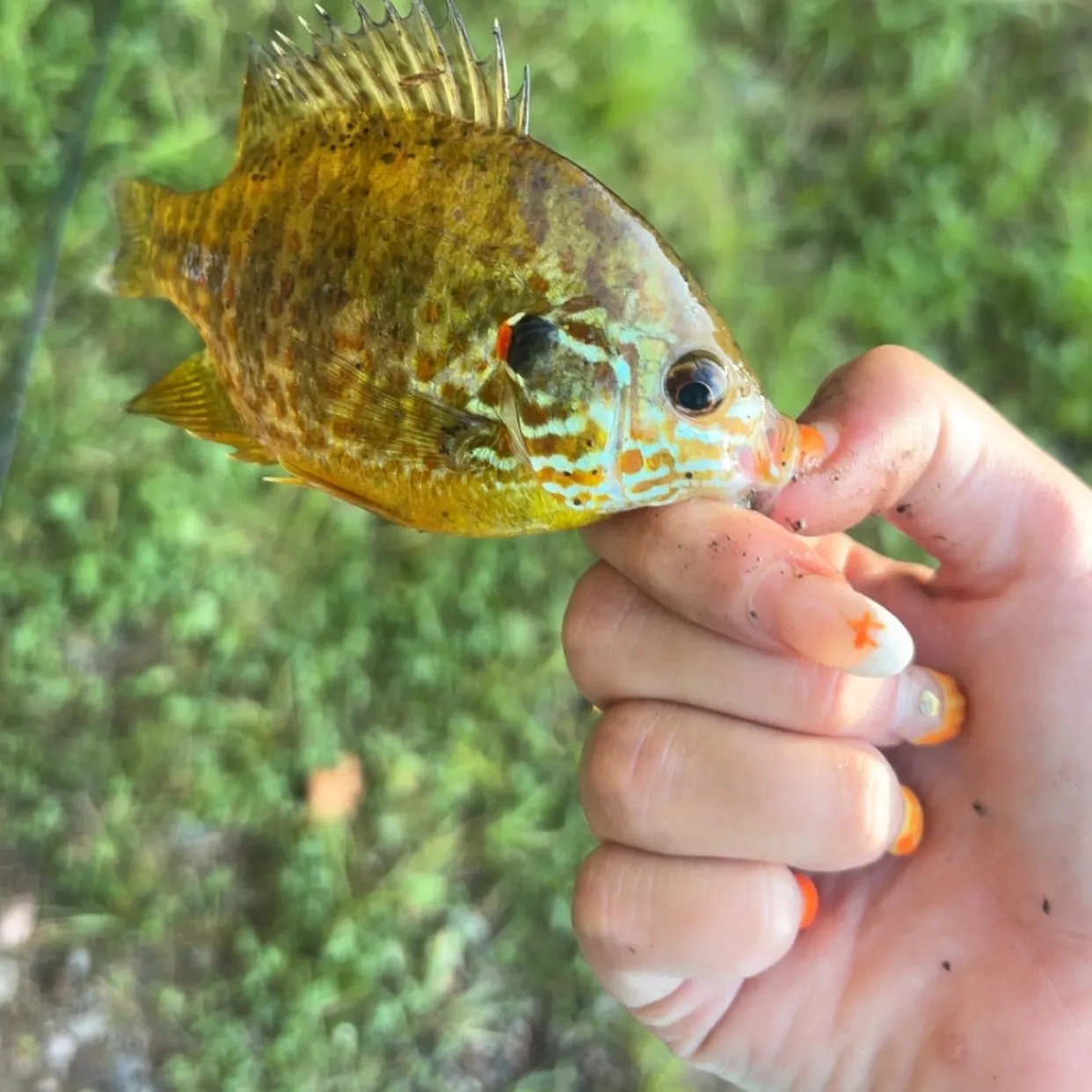 Pumpkinseed caught on Fishbrain
