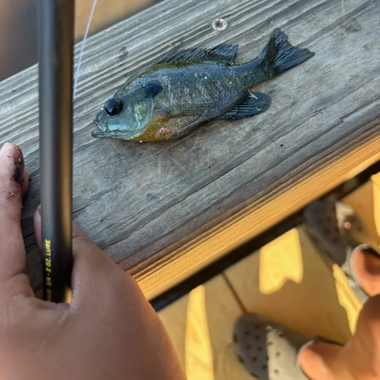 Bluegill caught on Fishbrain