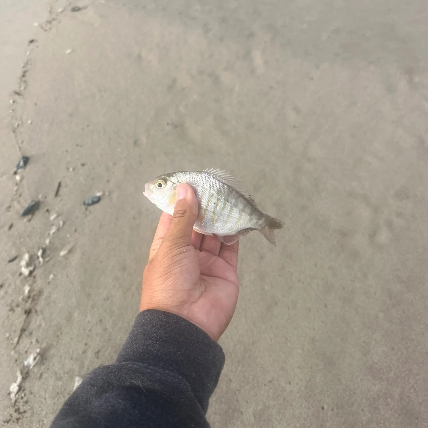 The most recent Barred surfperch catches on Fishbrain