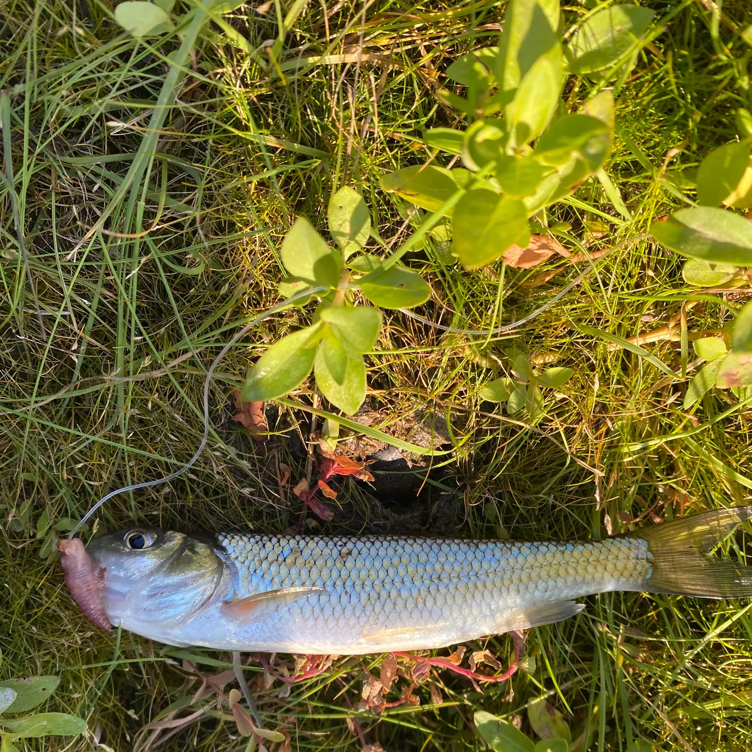 Fallfish caught on Fishbrain