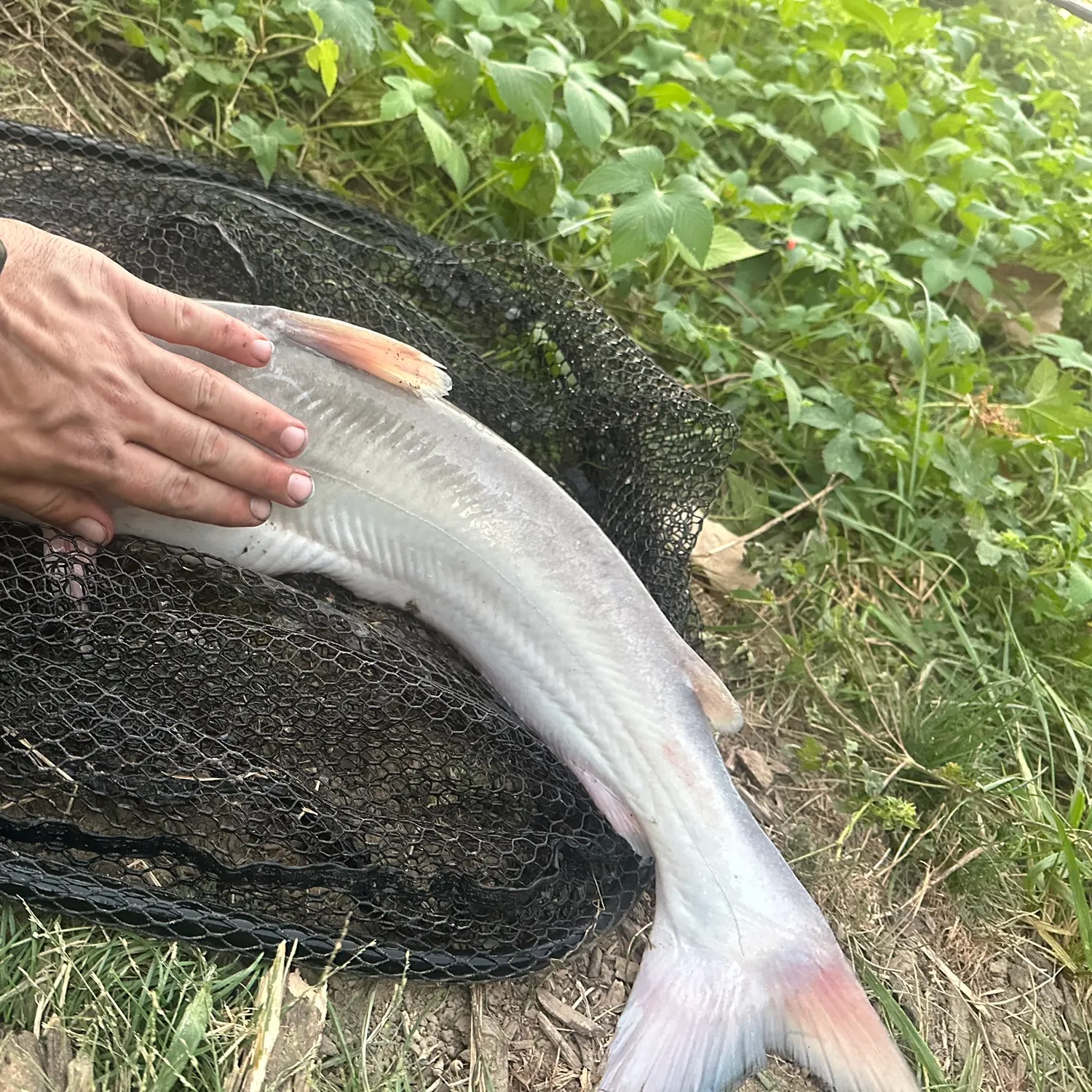 Blue catfish caught on Fishbrain