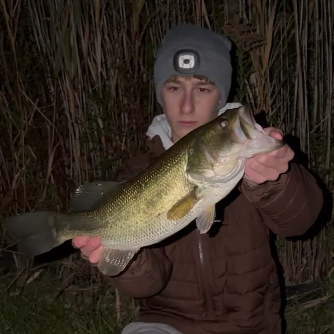 Largemouth bass caught on Fishbrain