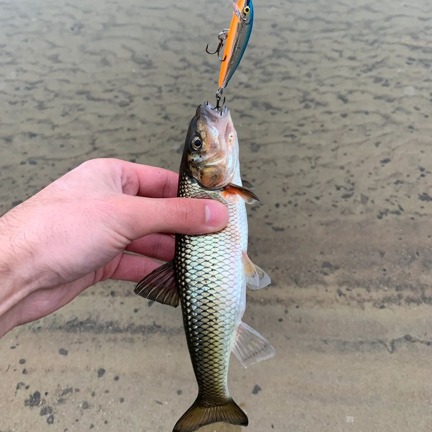 Fallfish caught on Fishbrain