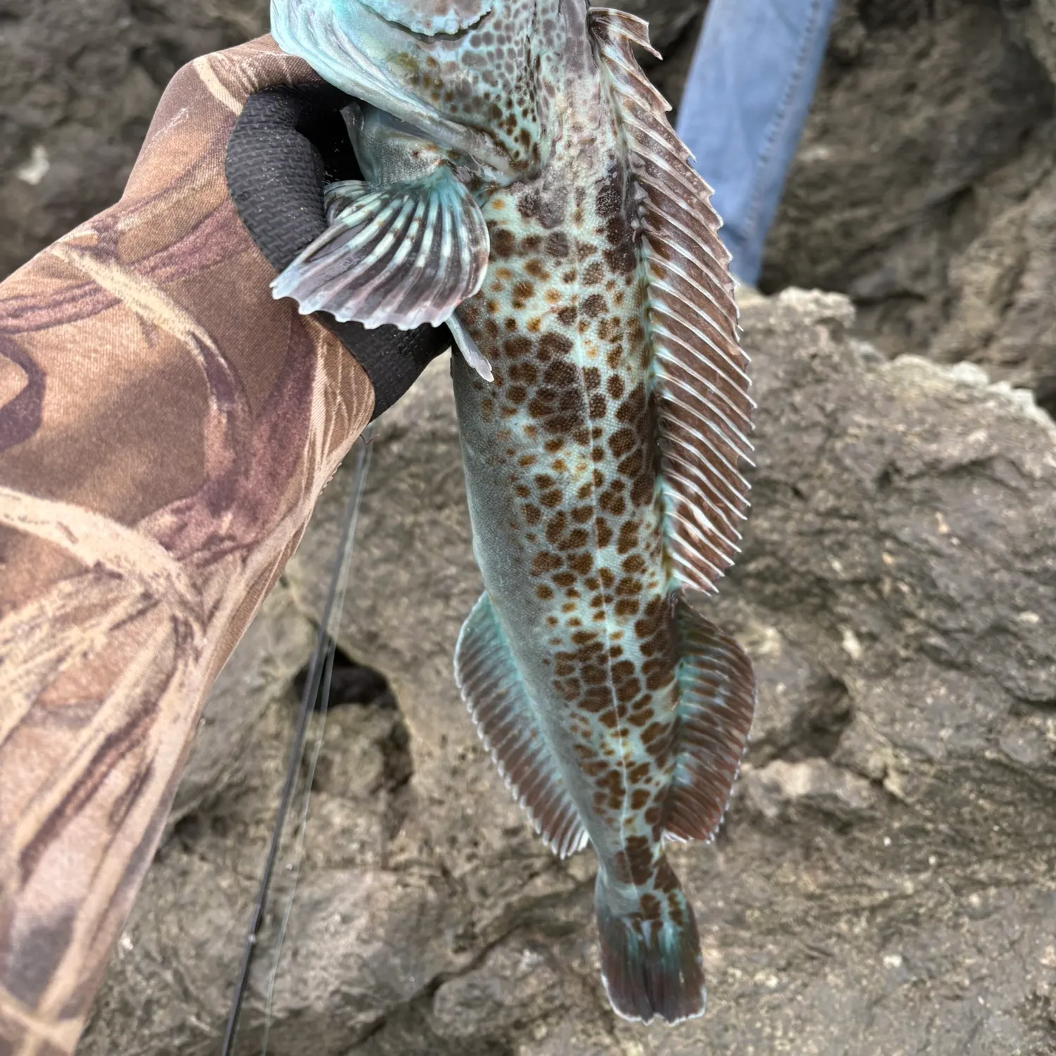 The most recent Lingcod catches on Fishbrain