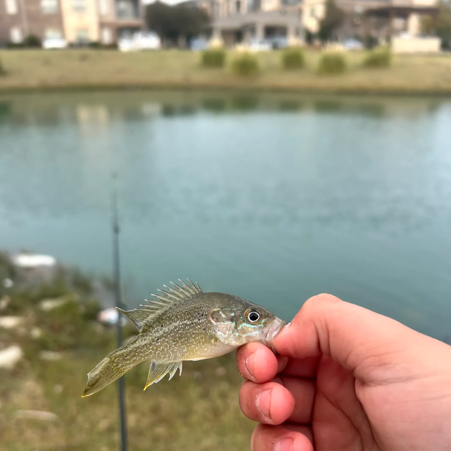 The most recent Wargill hybrid catches on Fishbrain