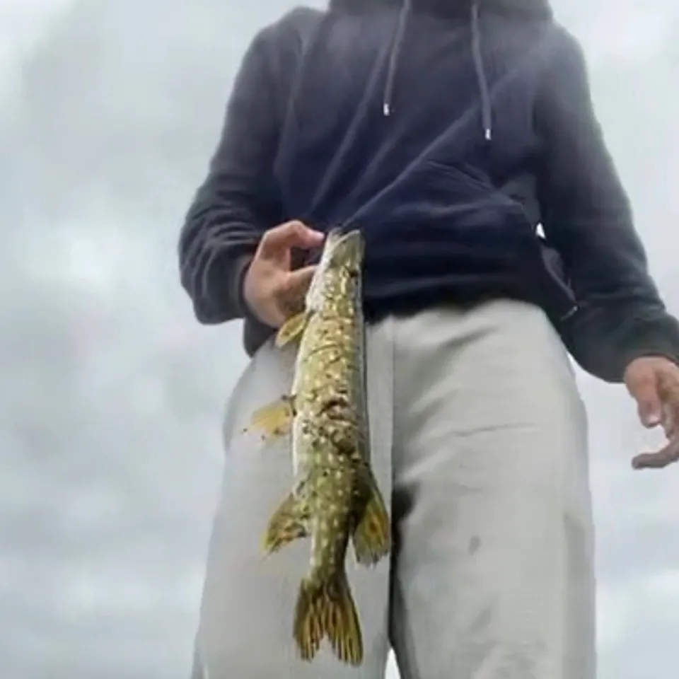 Northern pike caught on Fishbrain