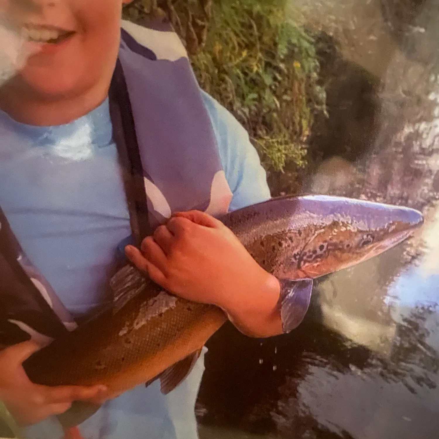 Landlocked atlantic salmon caught on Fishbrain
