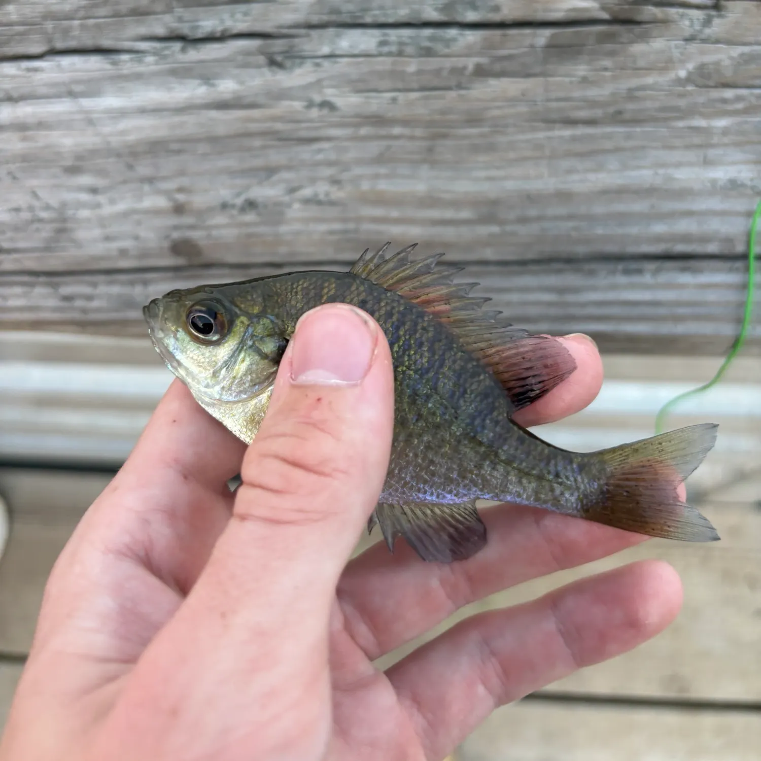 Bluegill caught on Fishbrain