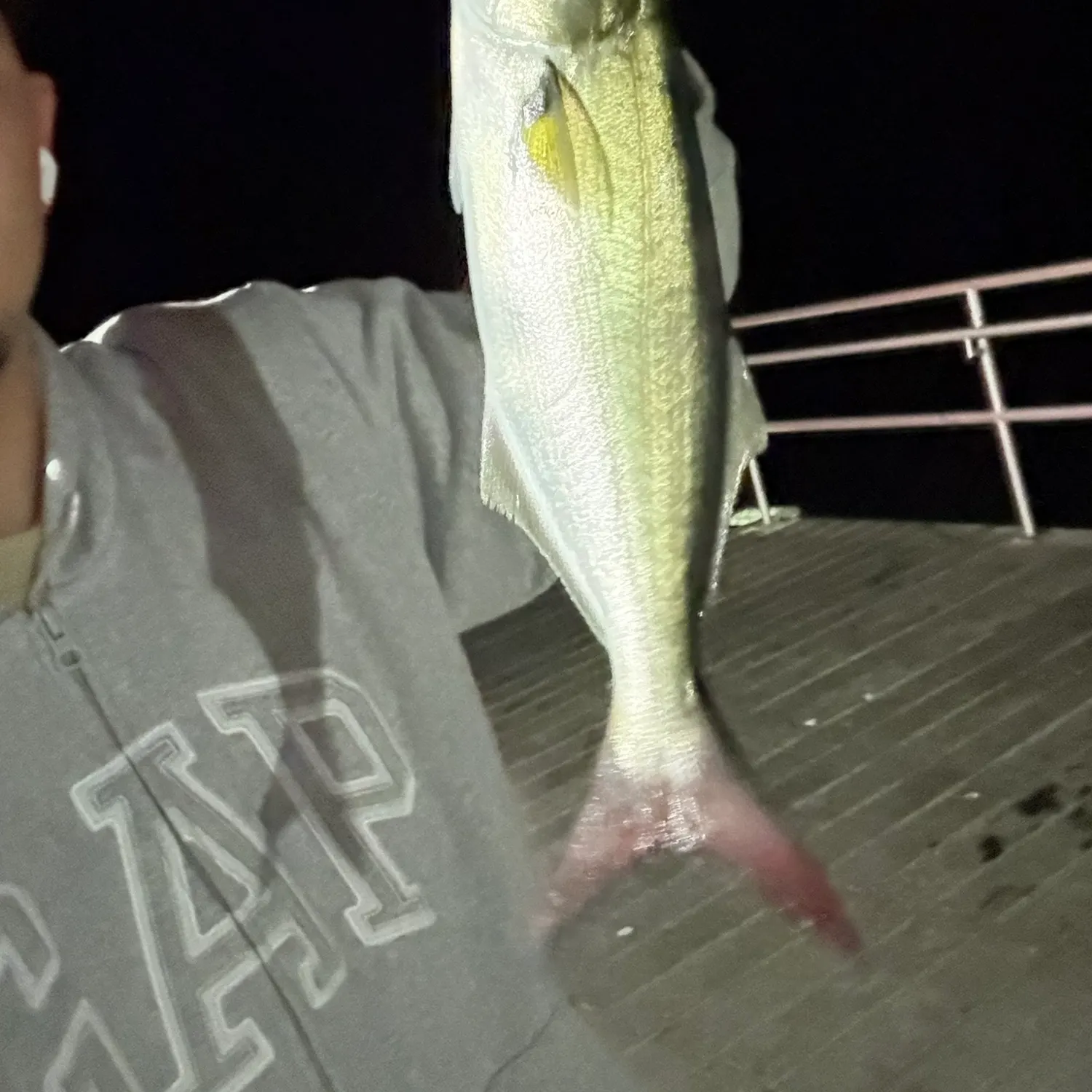 Bluefish caught on Fishbrain