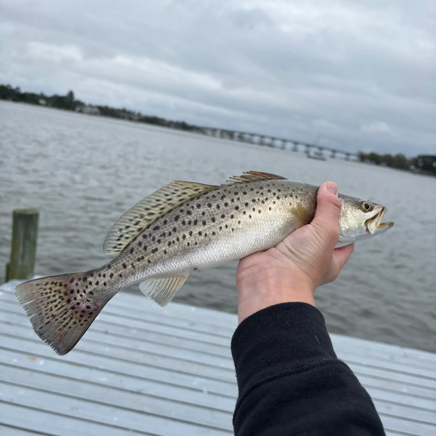 Spotted seatrout caught on Fishbrain