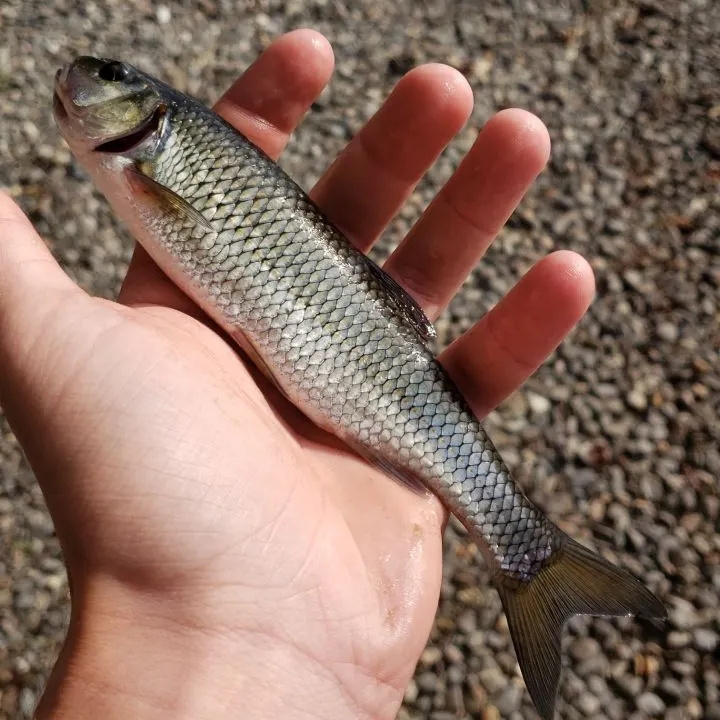 Fallfish caught on Fishbrain