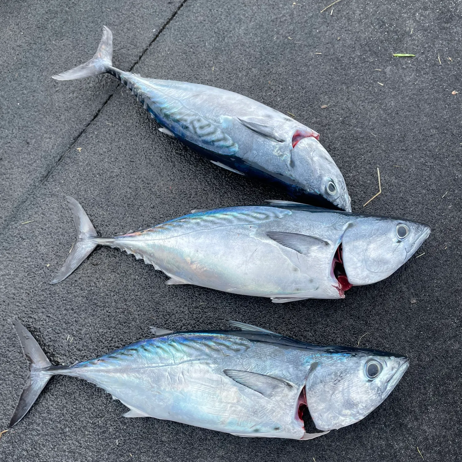 The most recent Kawakawa catches on Fishbrain